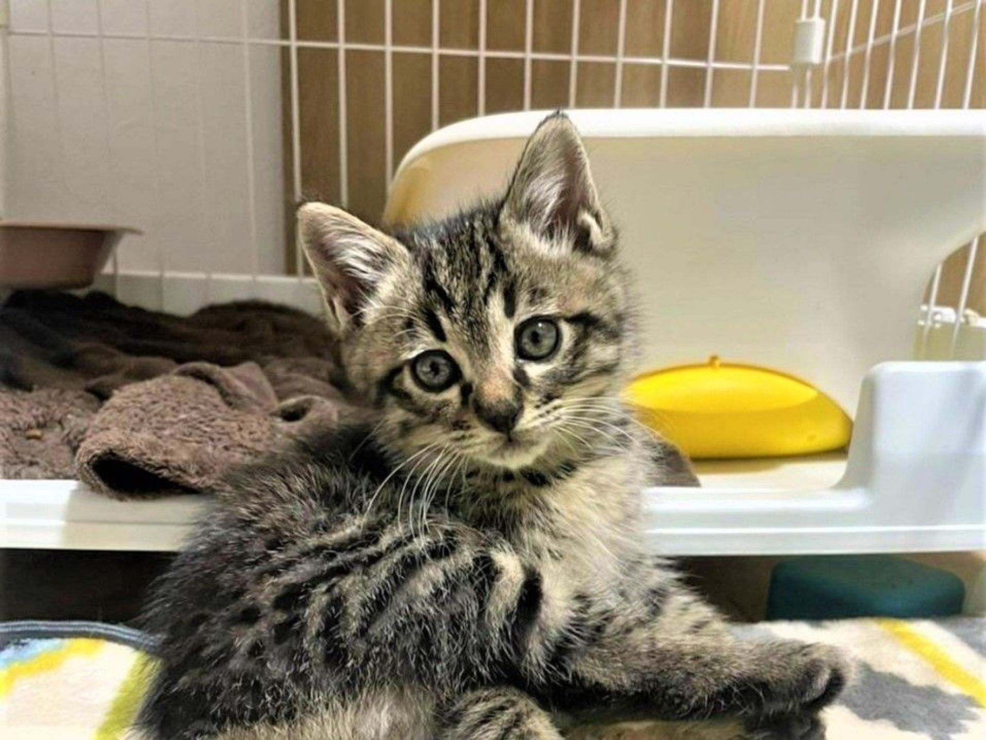 雑種（ミックス猫）・オスの里親募集の写真