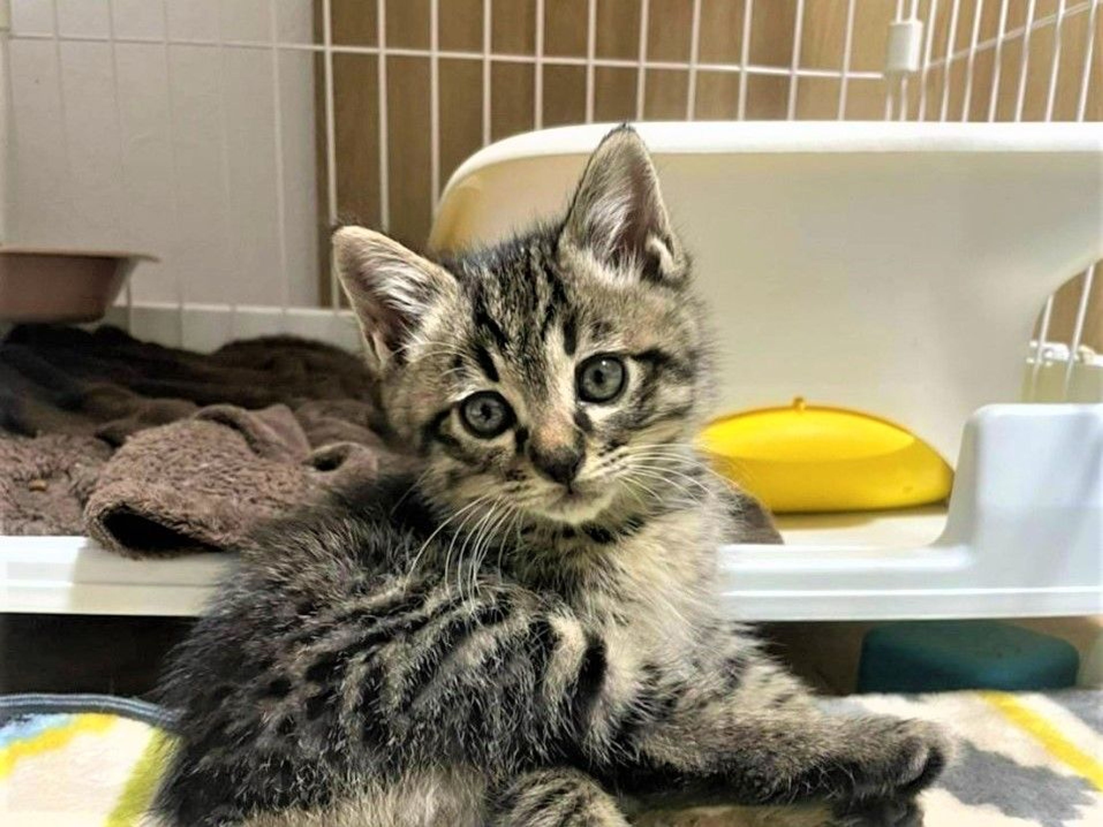 雑種（ミックス猫）・オスの里親募集の写真