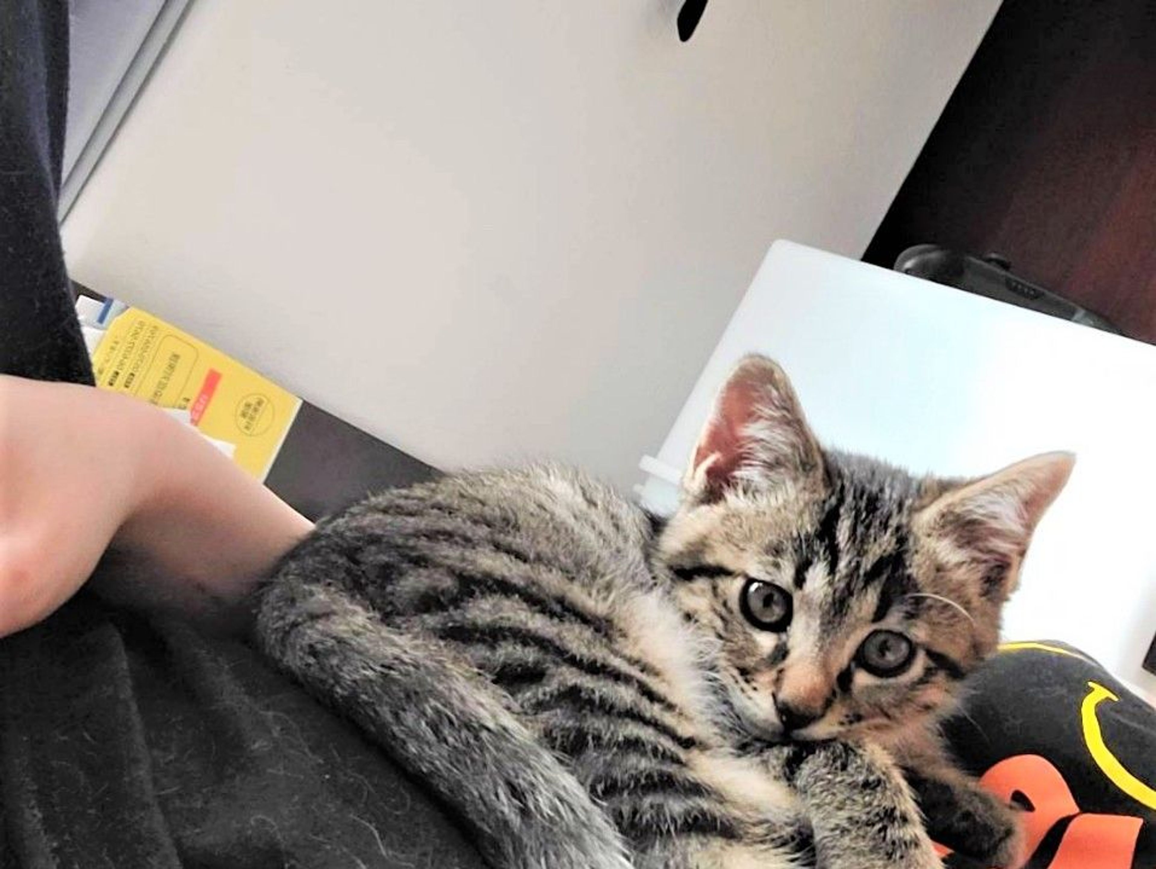 pet-image-2