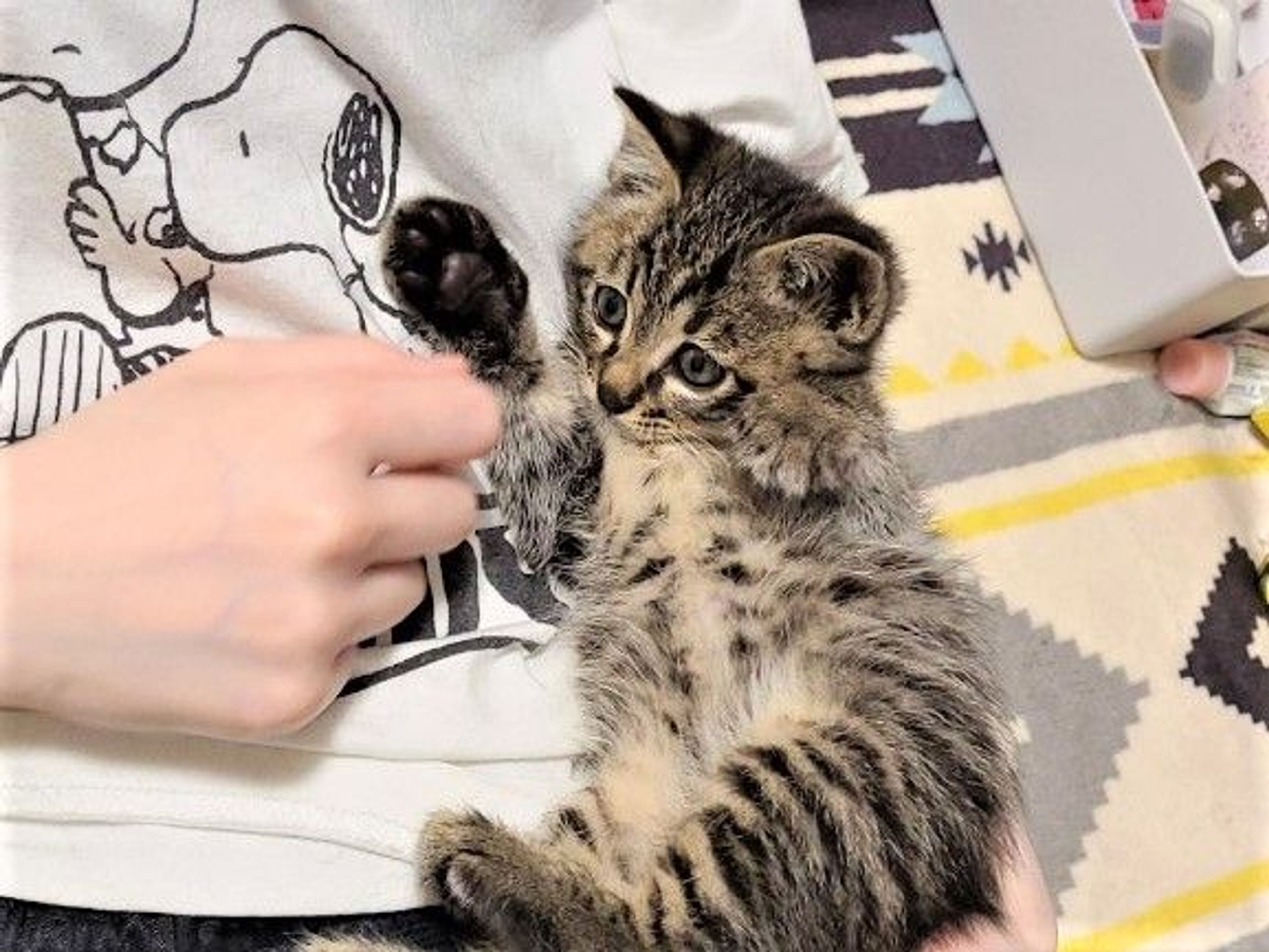 pet-image-3
