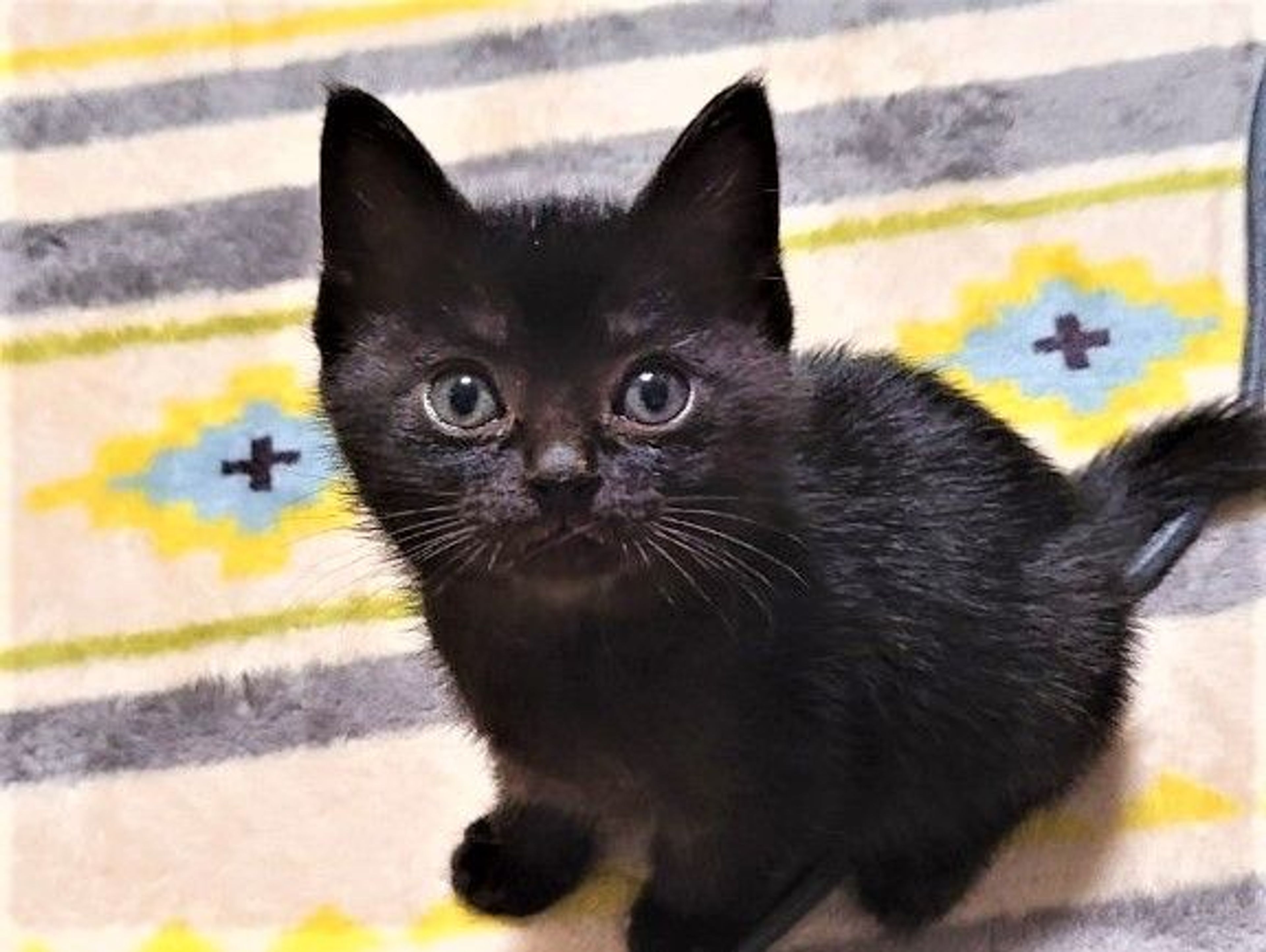 雑種（ミックス猫）・メスの里親募集の写真