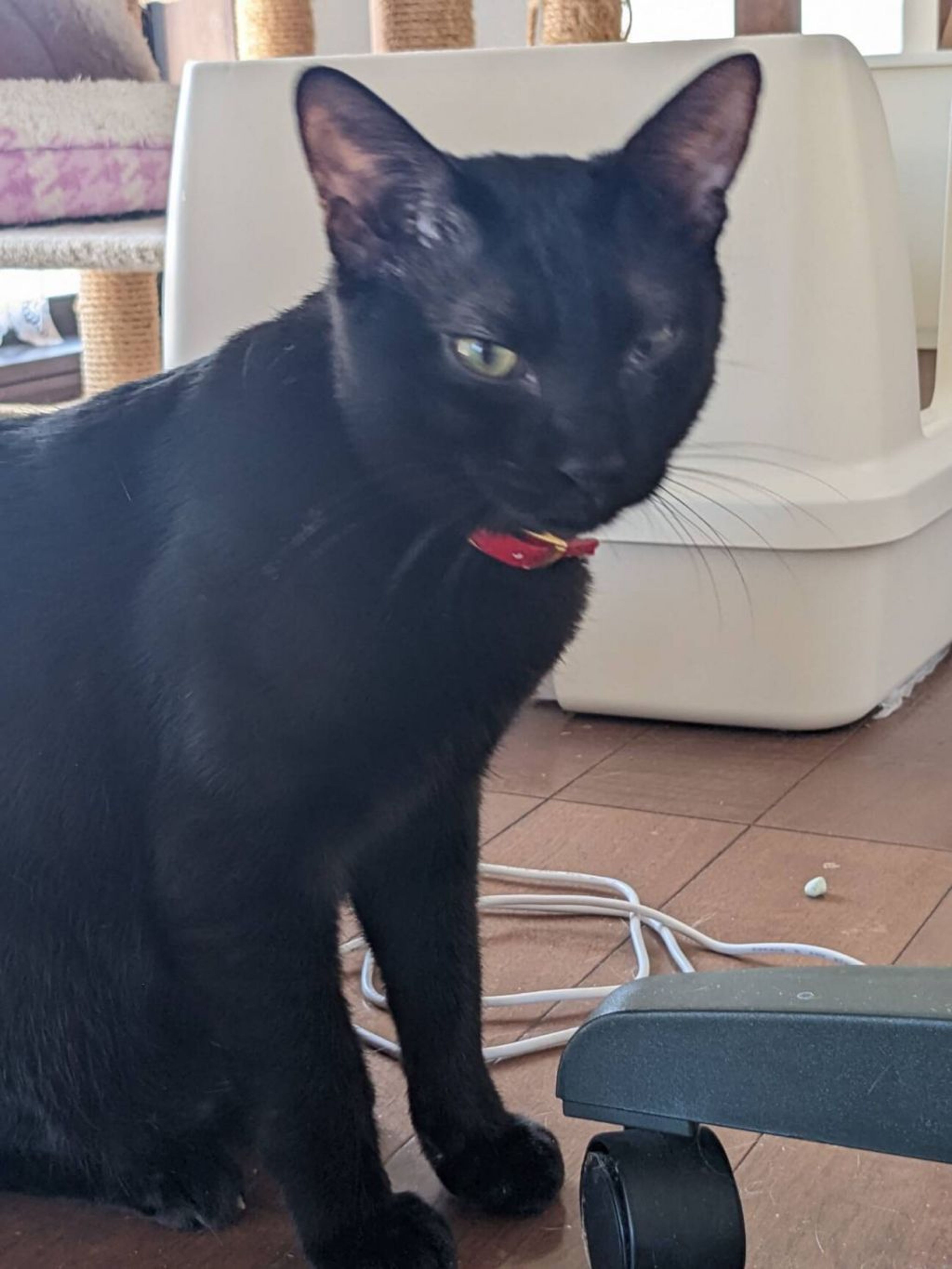 pet-image-2