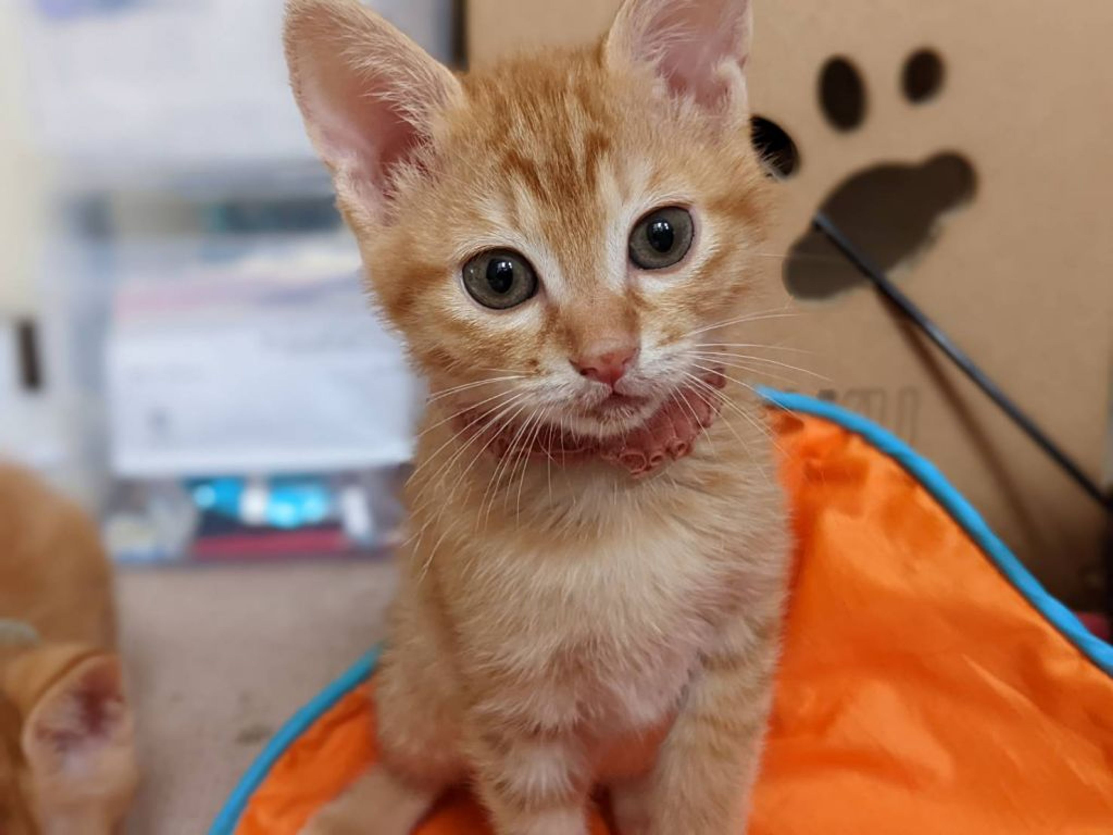 雑種（ミックス猫）・メスの里親募集の写真
