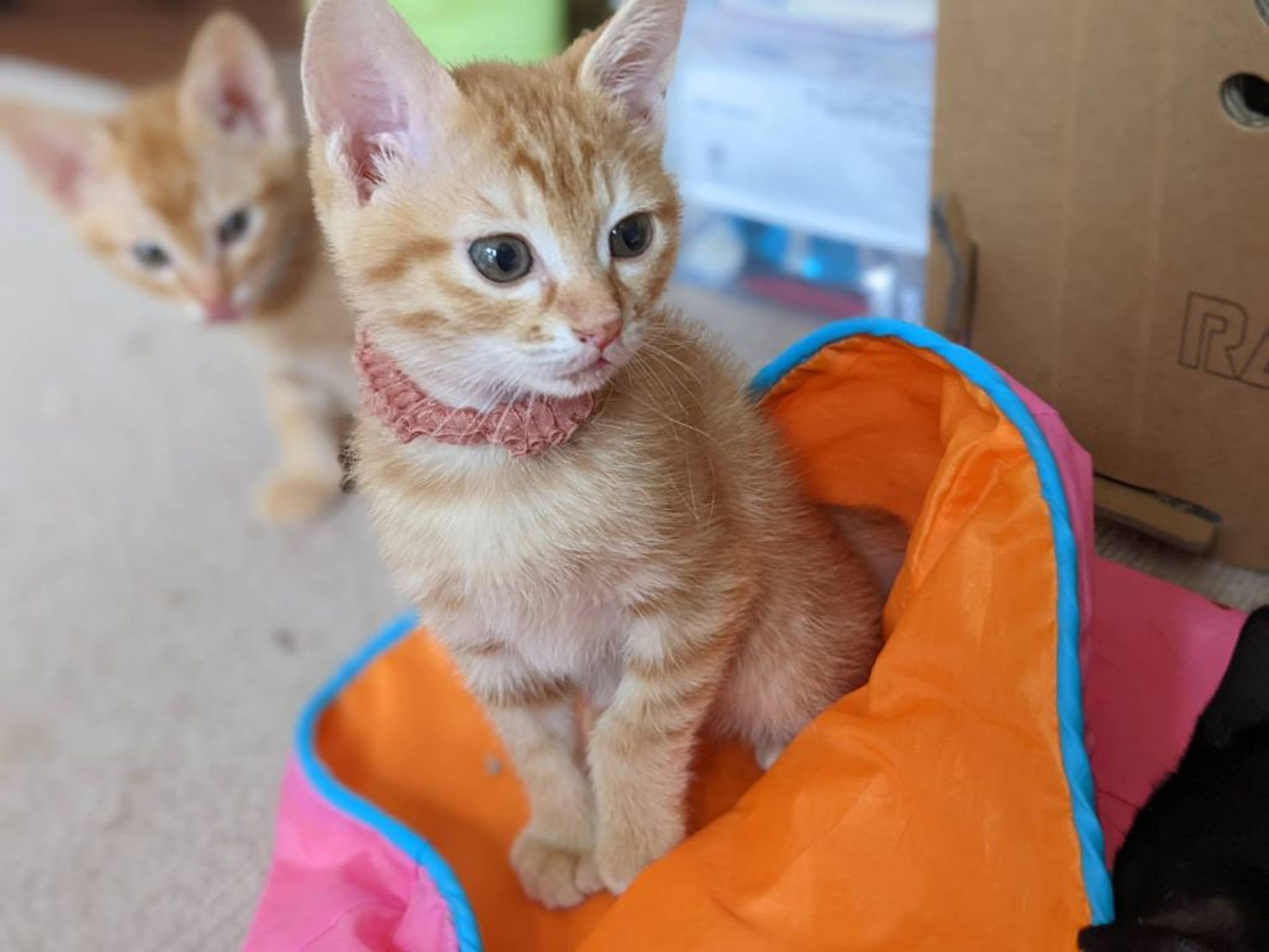 pet-image-3