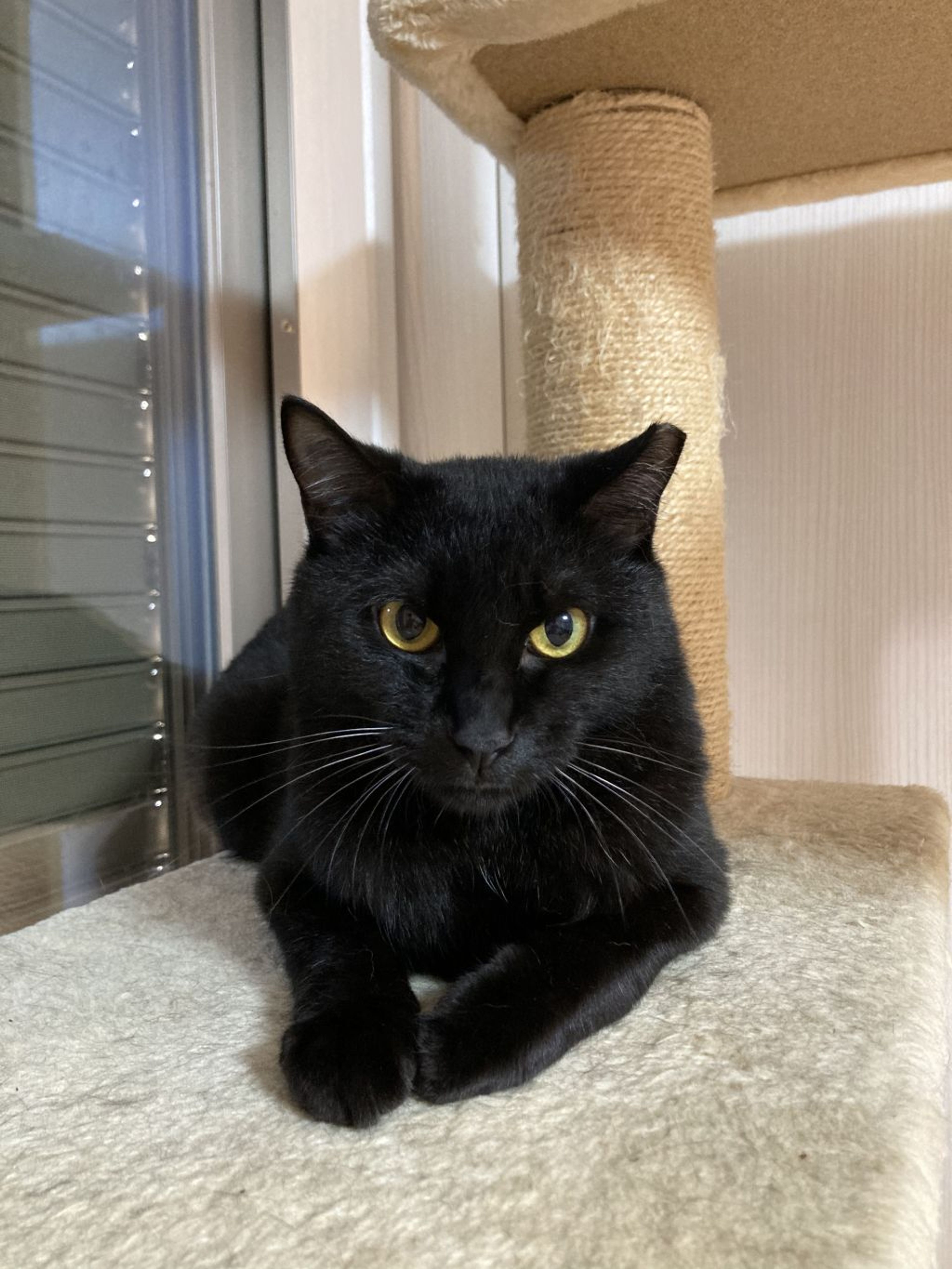 pet-image-2