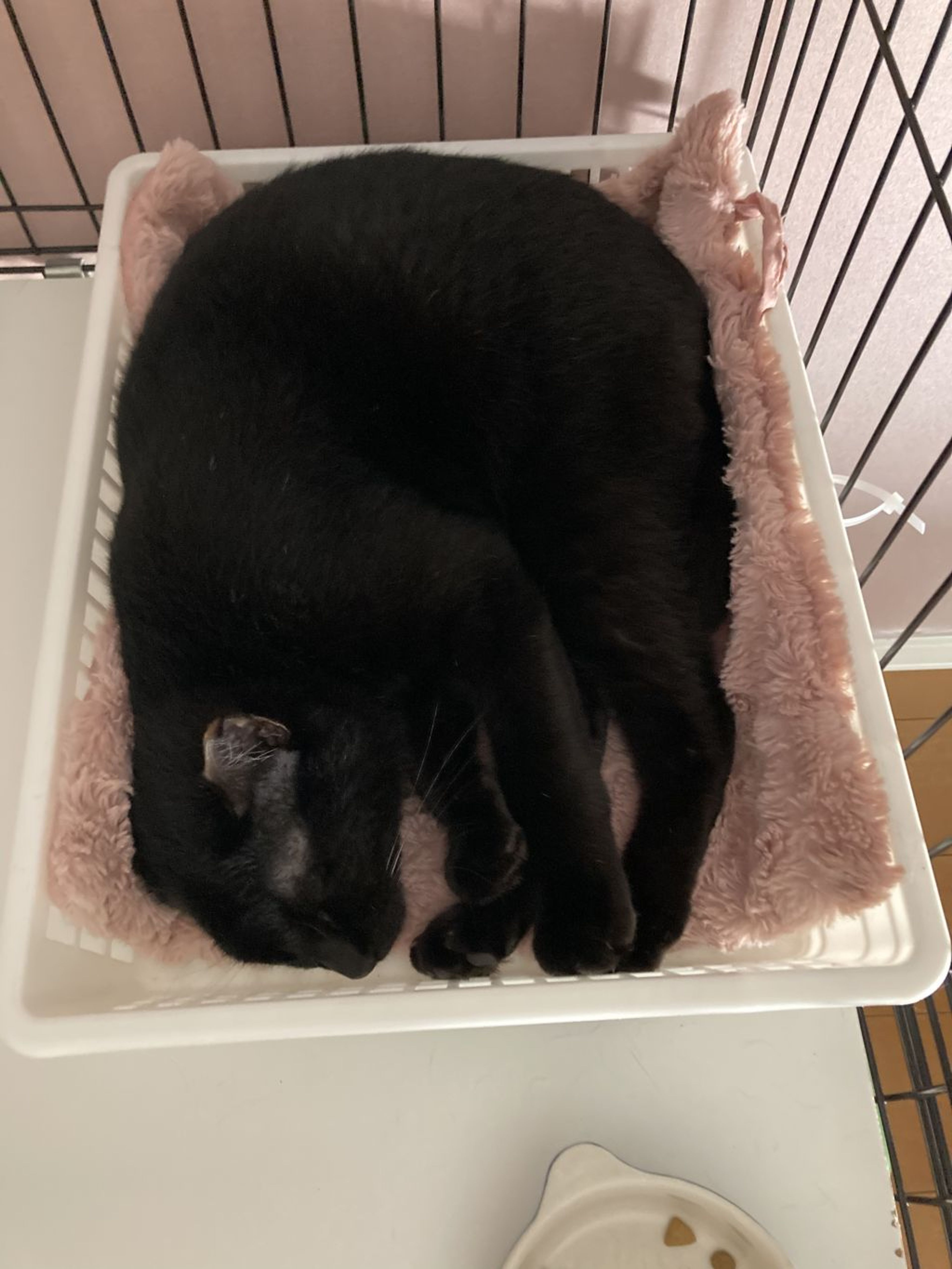 pet-image-4