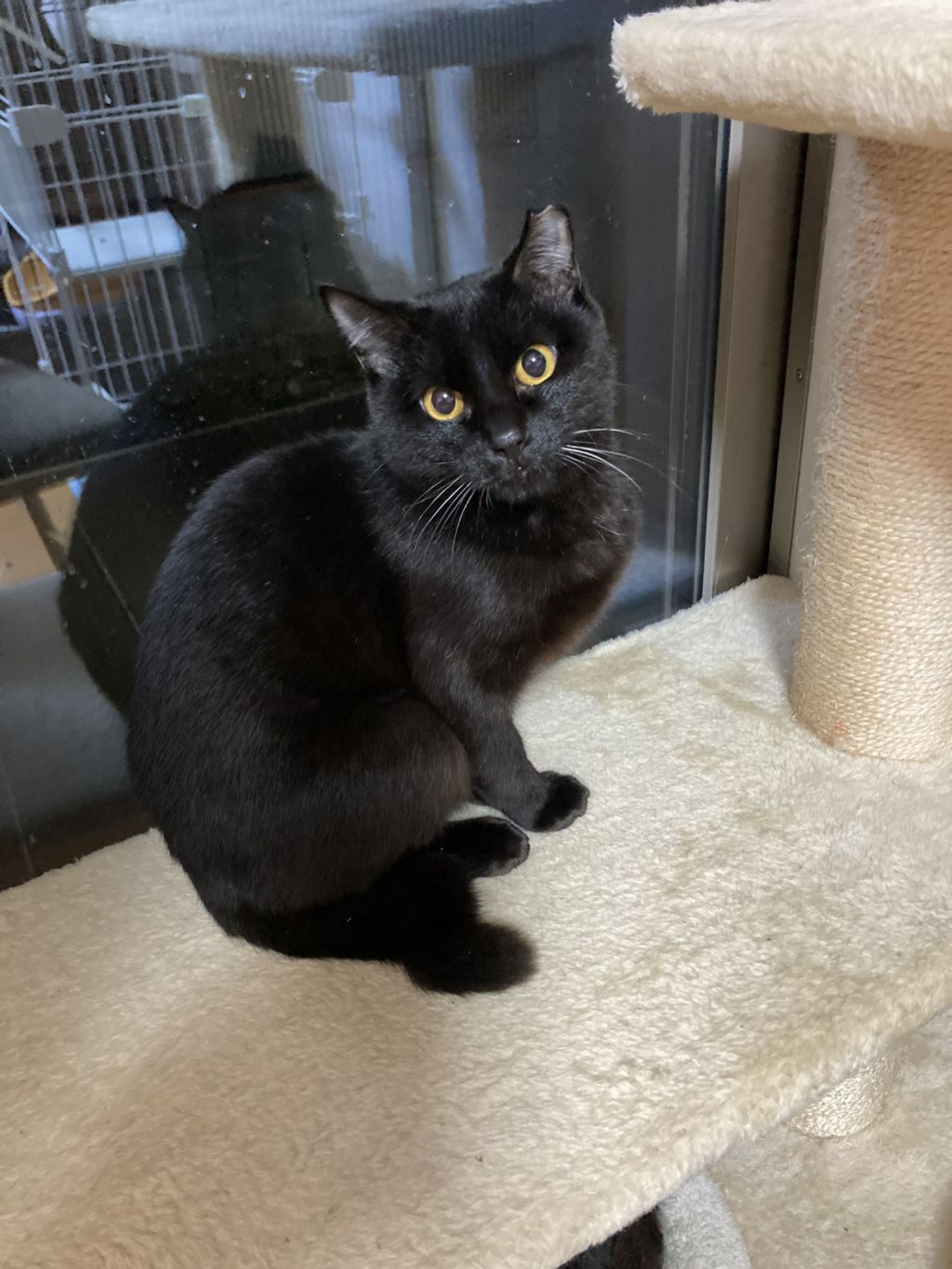 pet-image-5