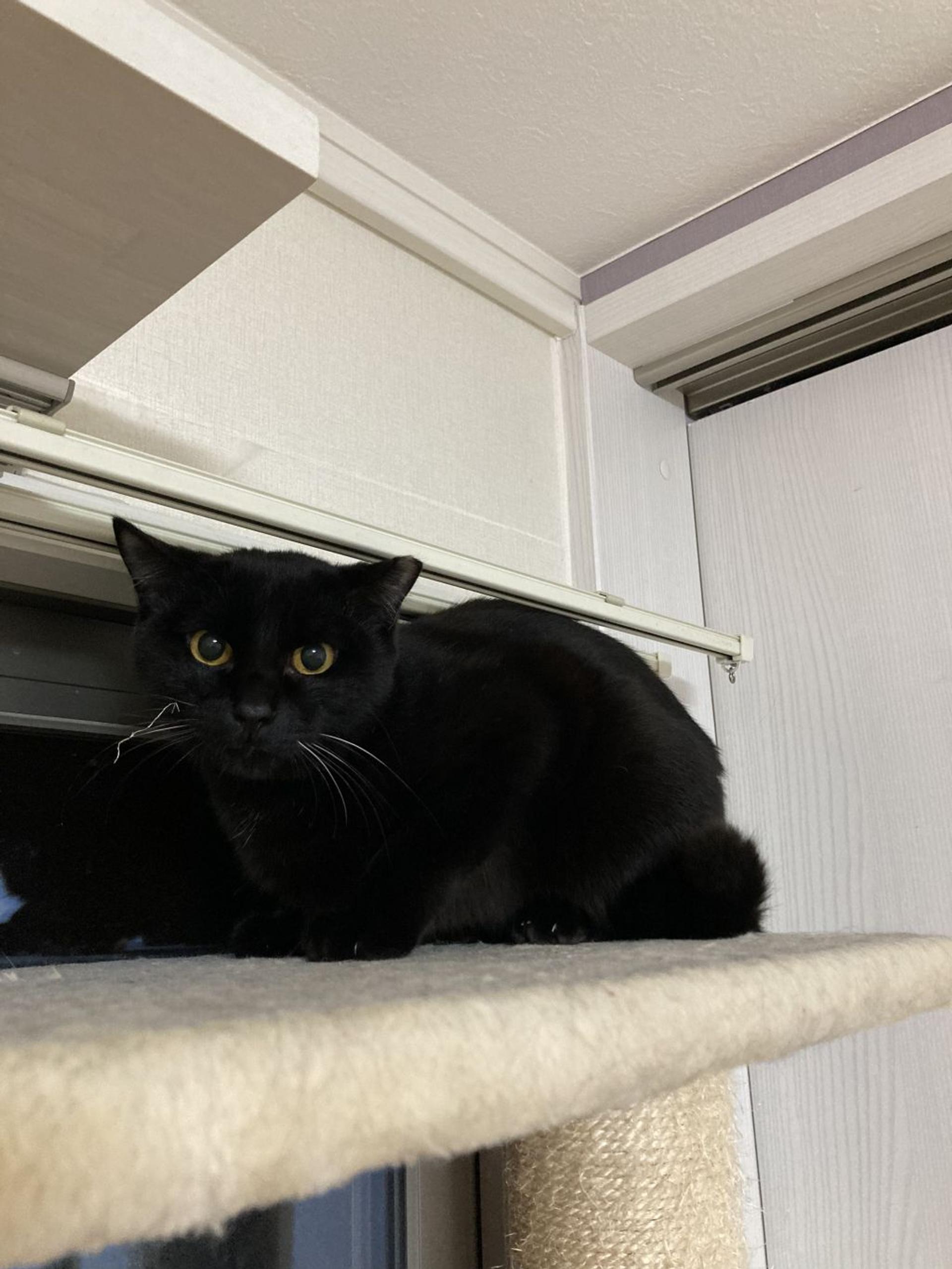 pet-image-7