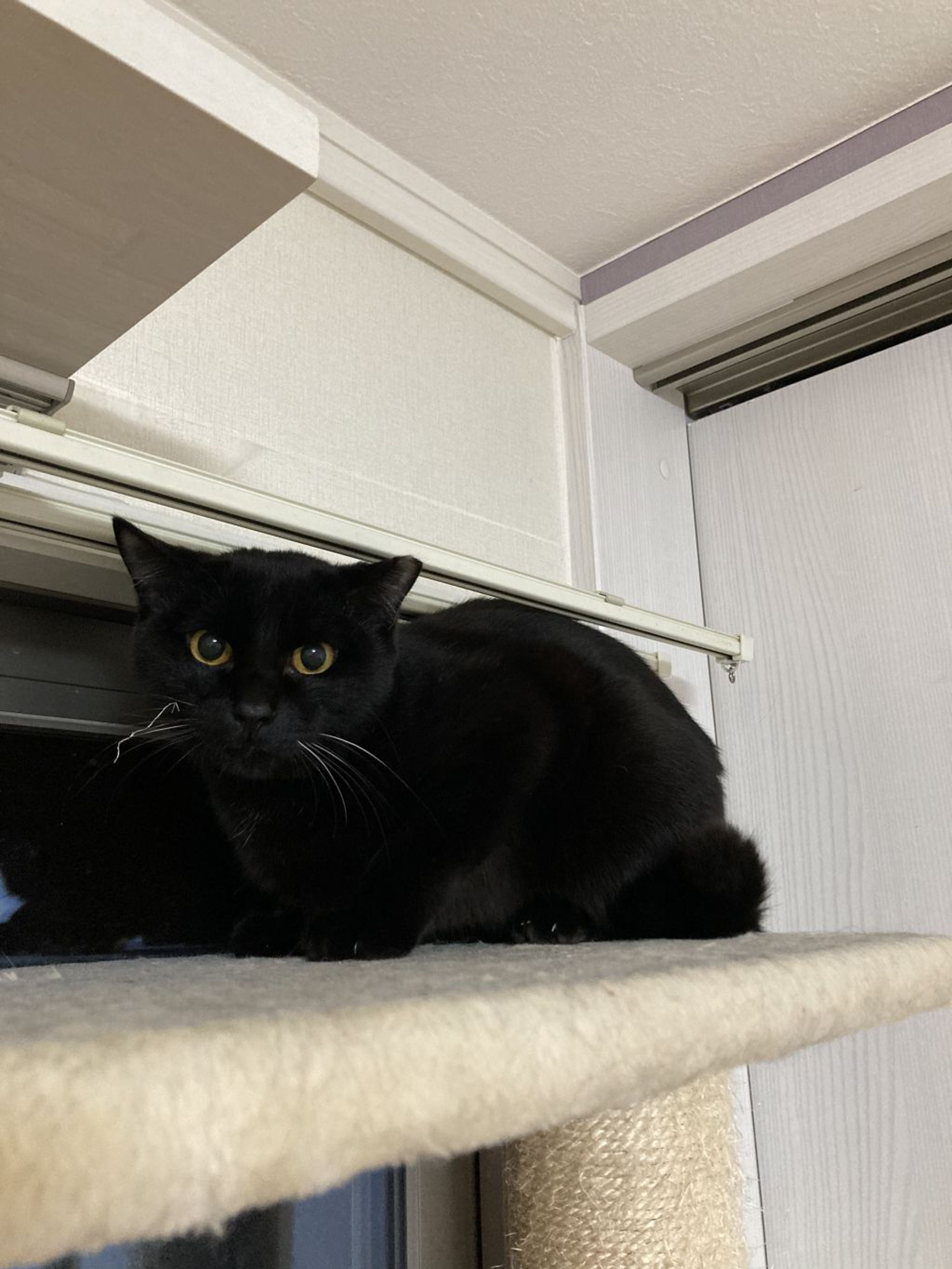 pet-image-7