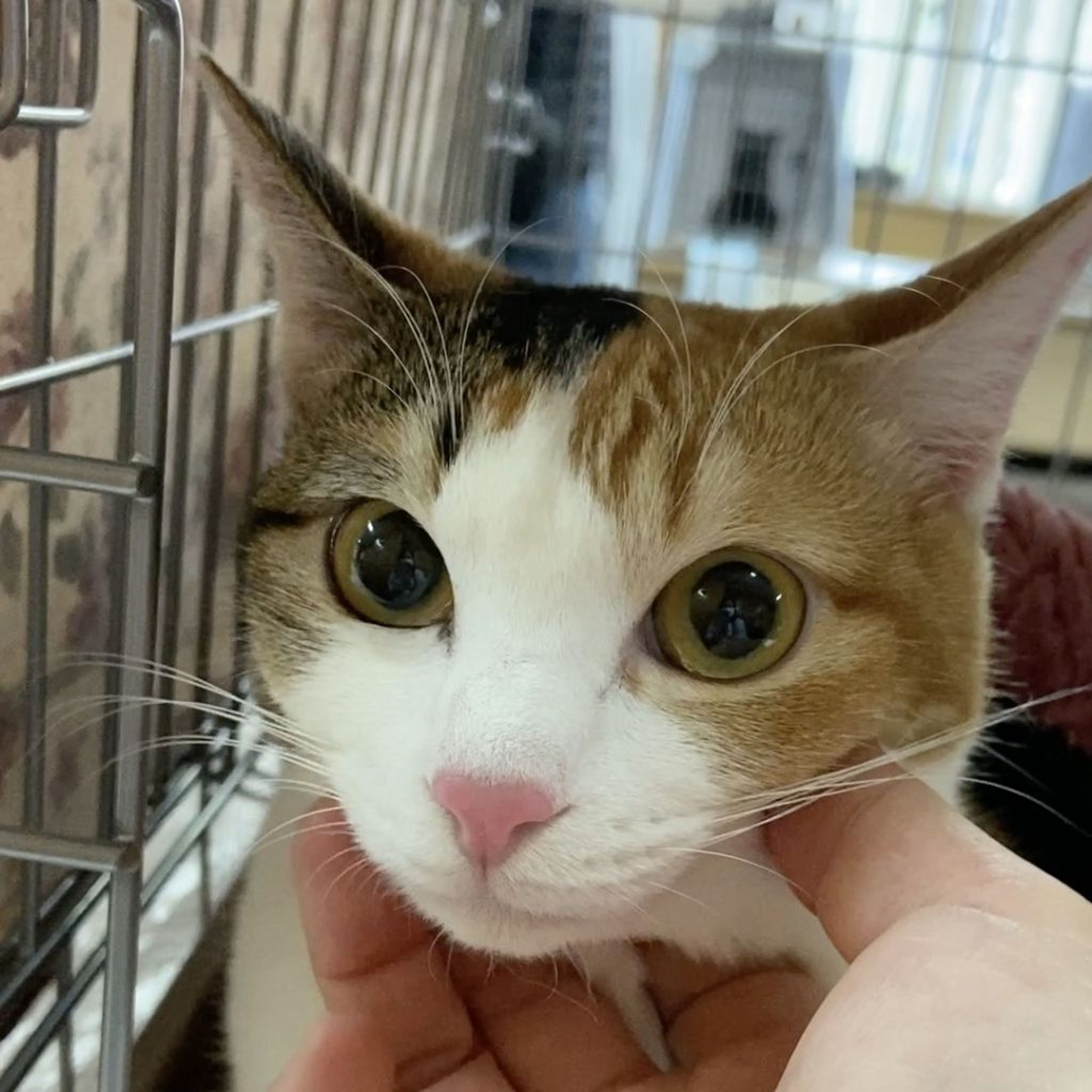 pet-image-2