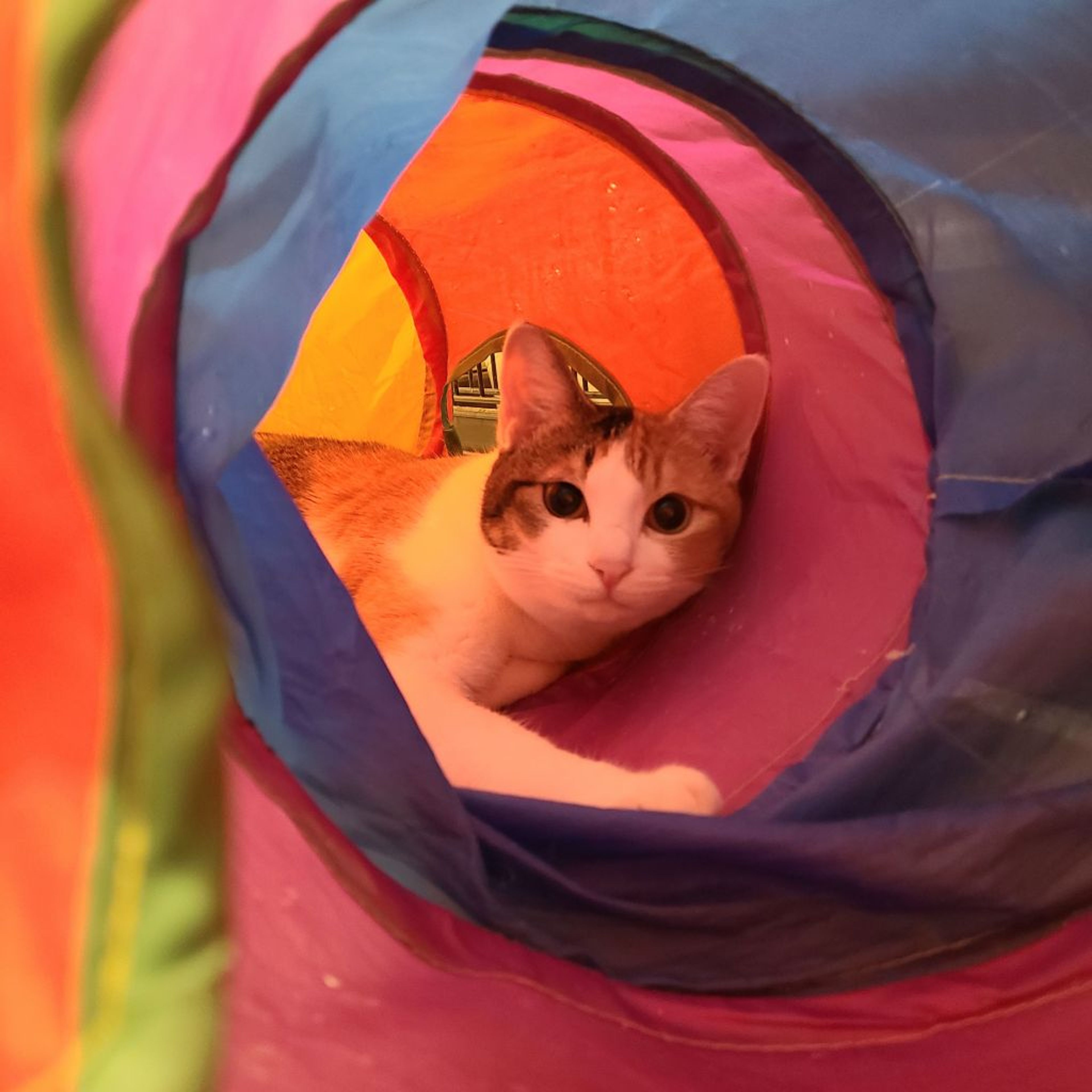 pet-image-4
