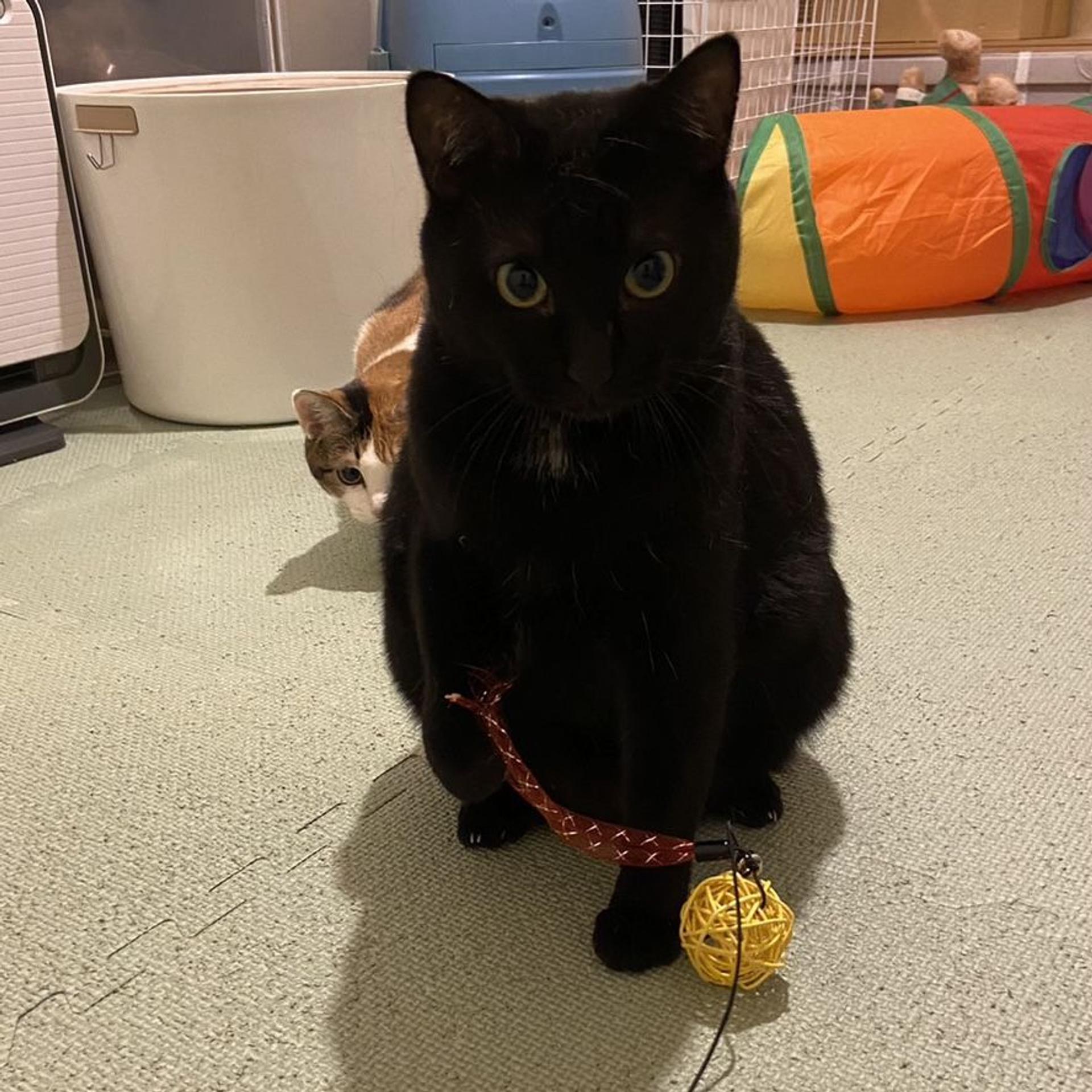 pet-image-5