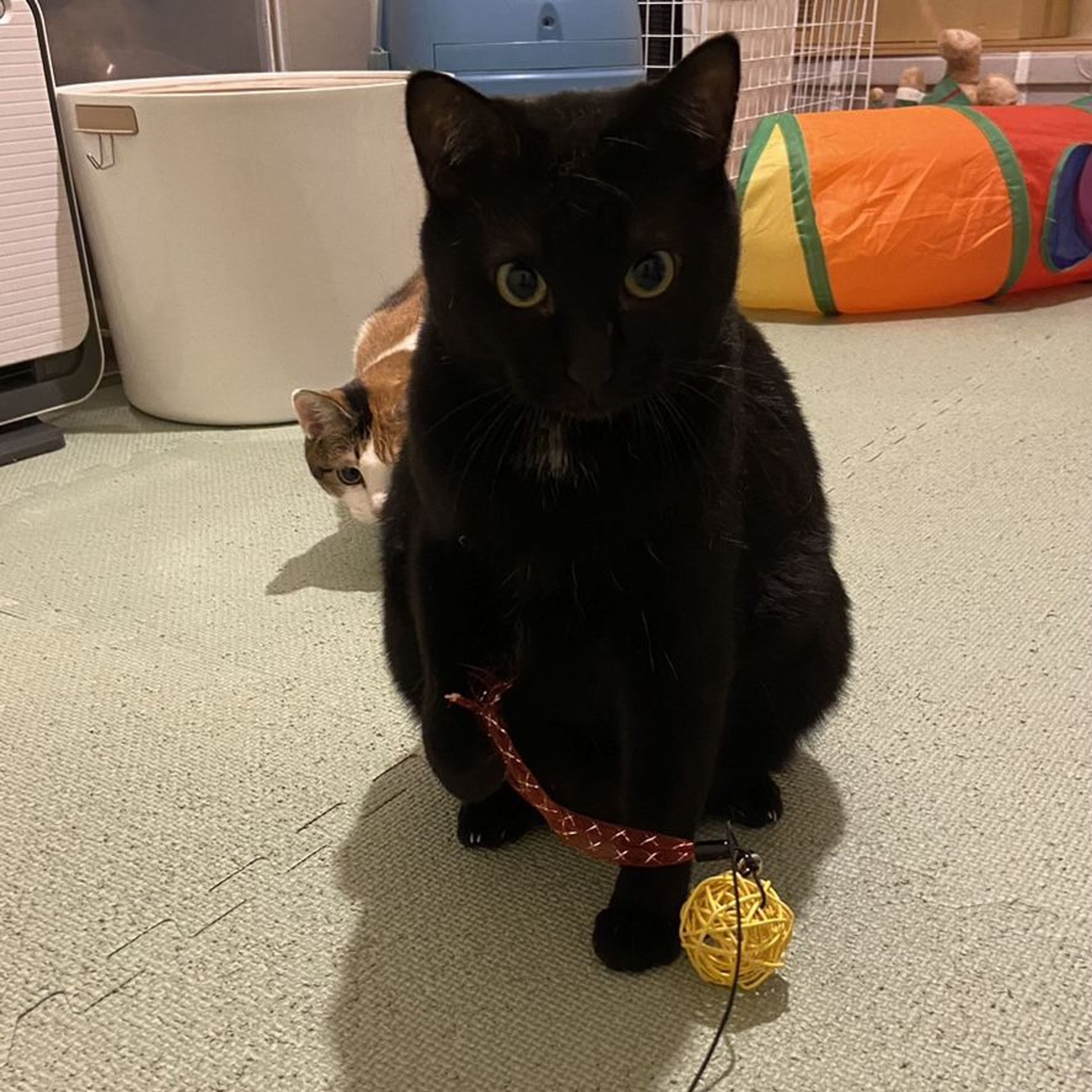 pet-image-5