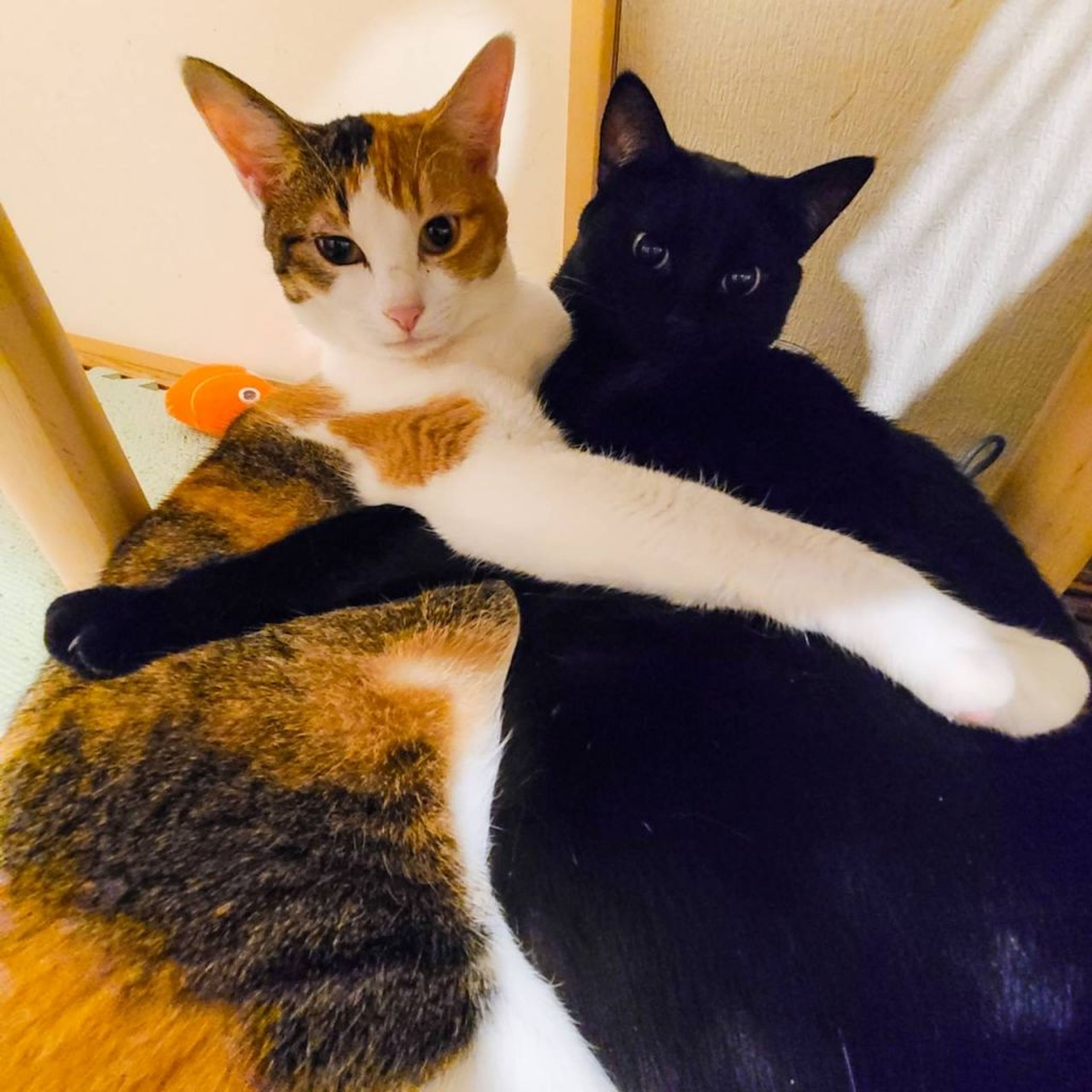 pet-image-7