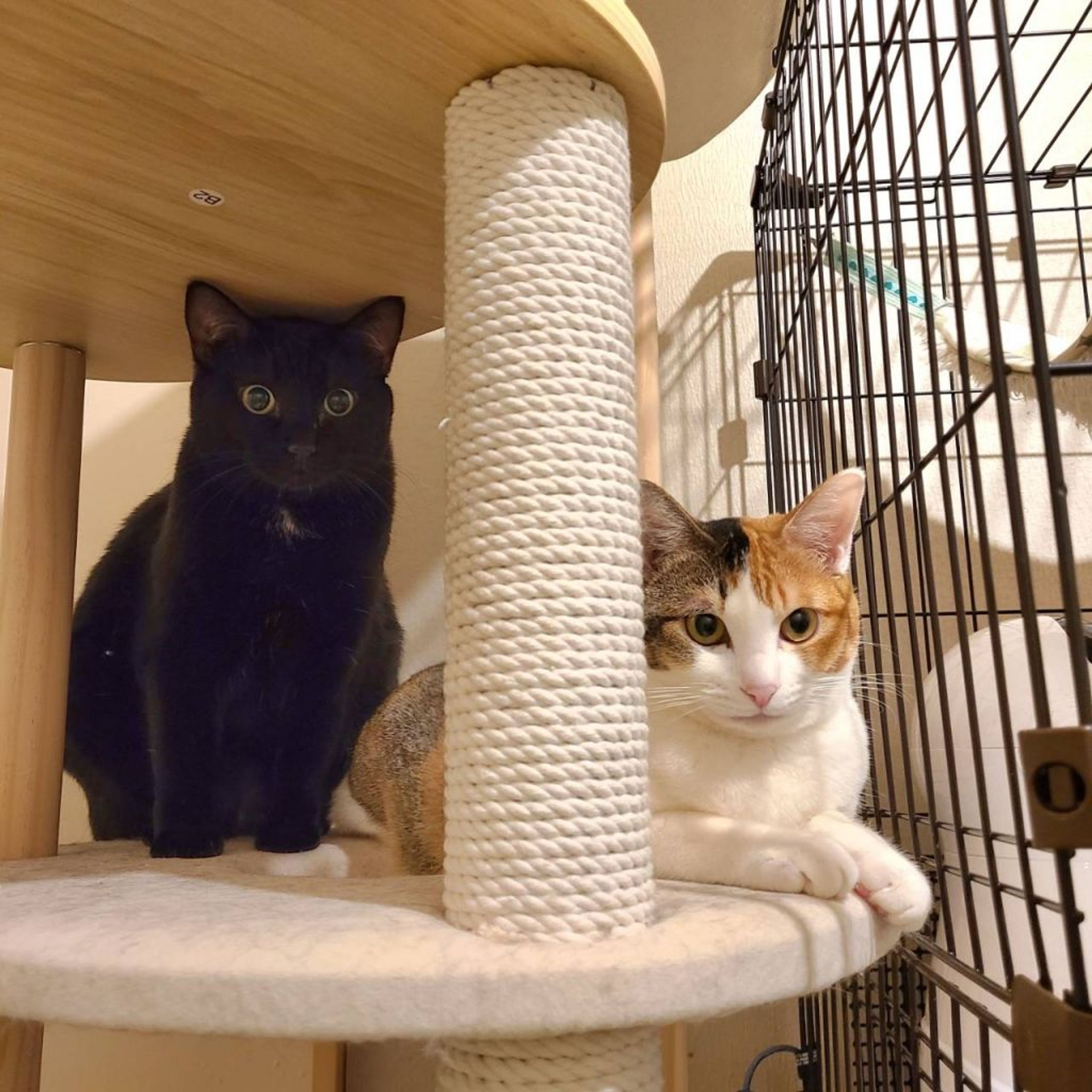 pet-image-8