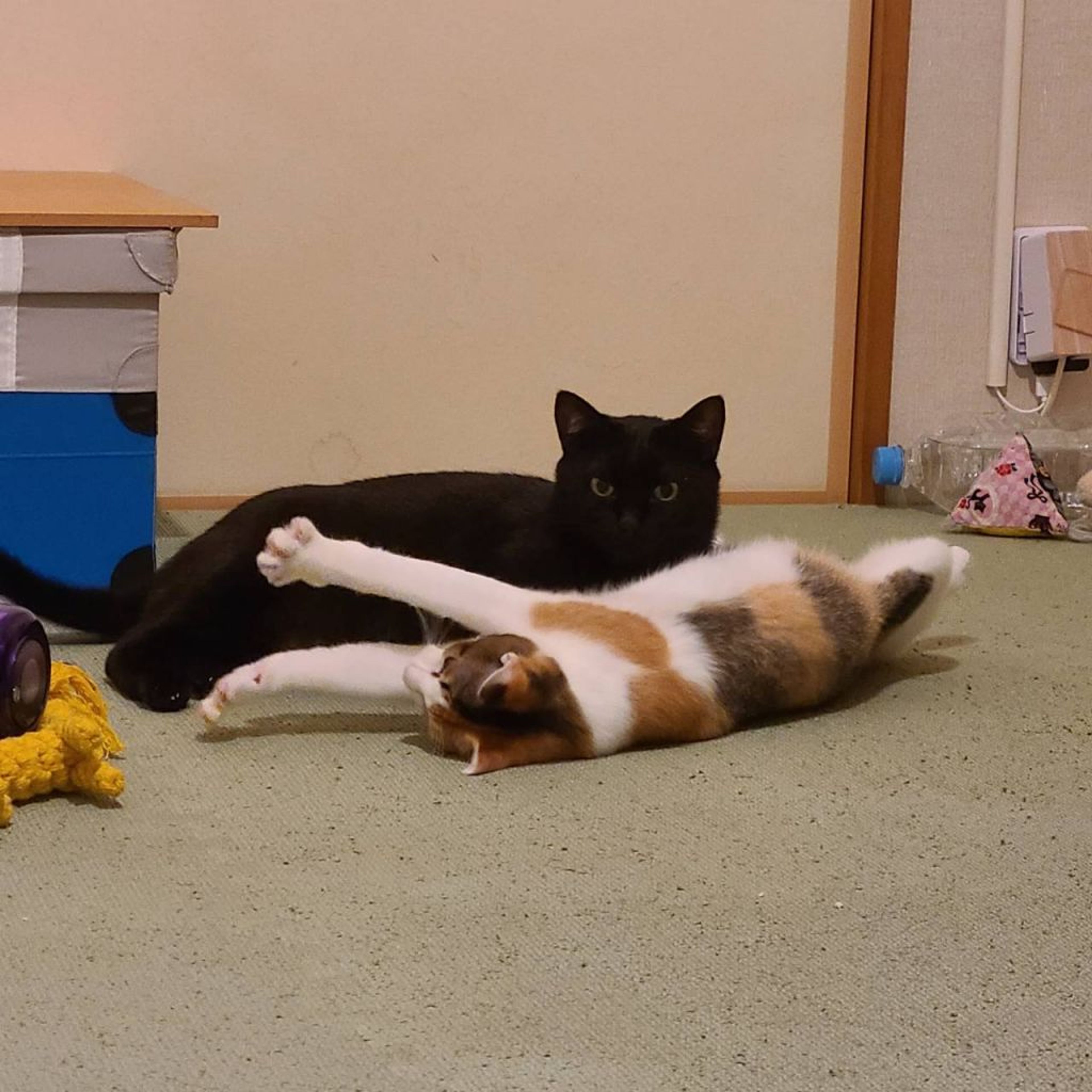pet-image-9