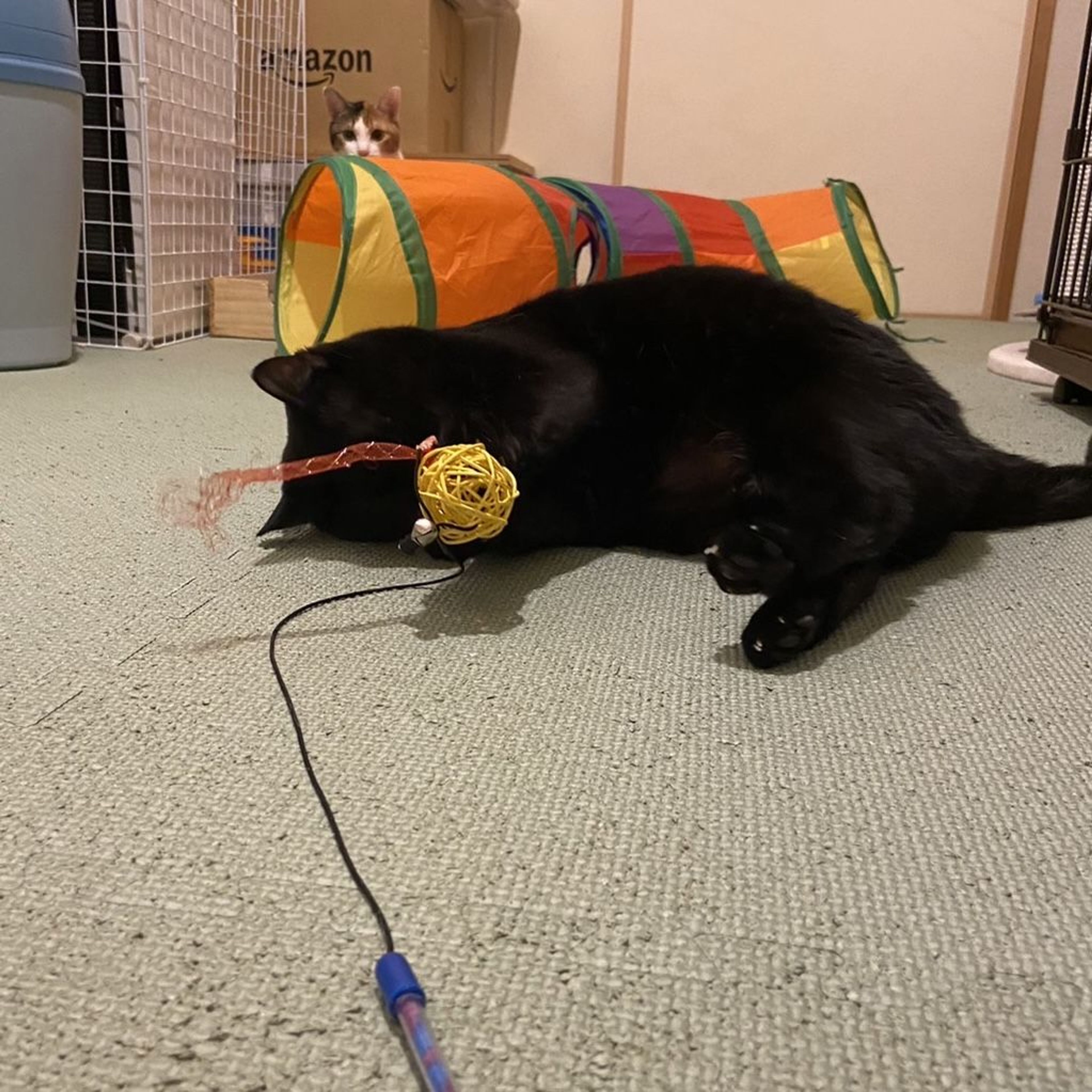 pet-image-10