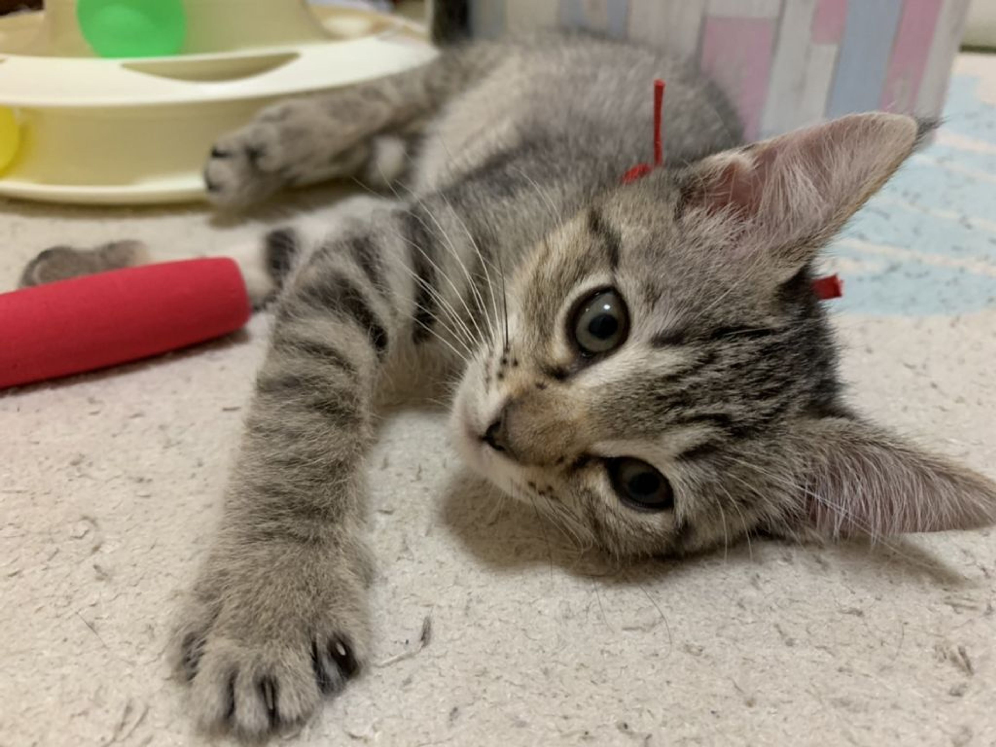 雑種（ミックス猫）・メスの里親募集の写真