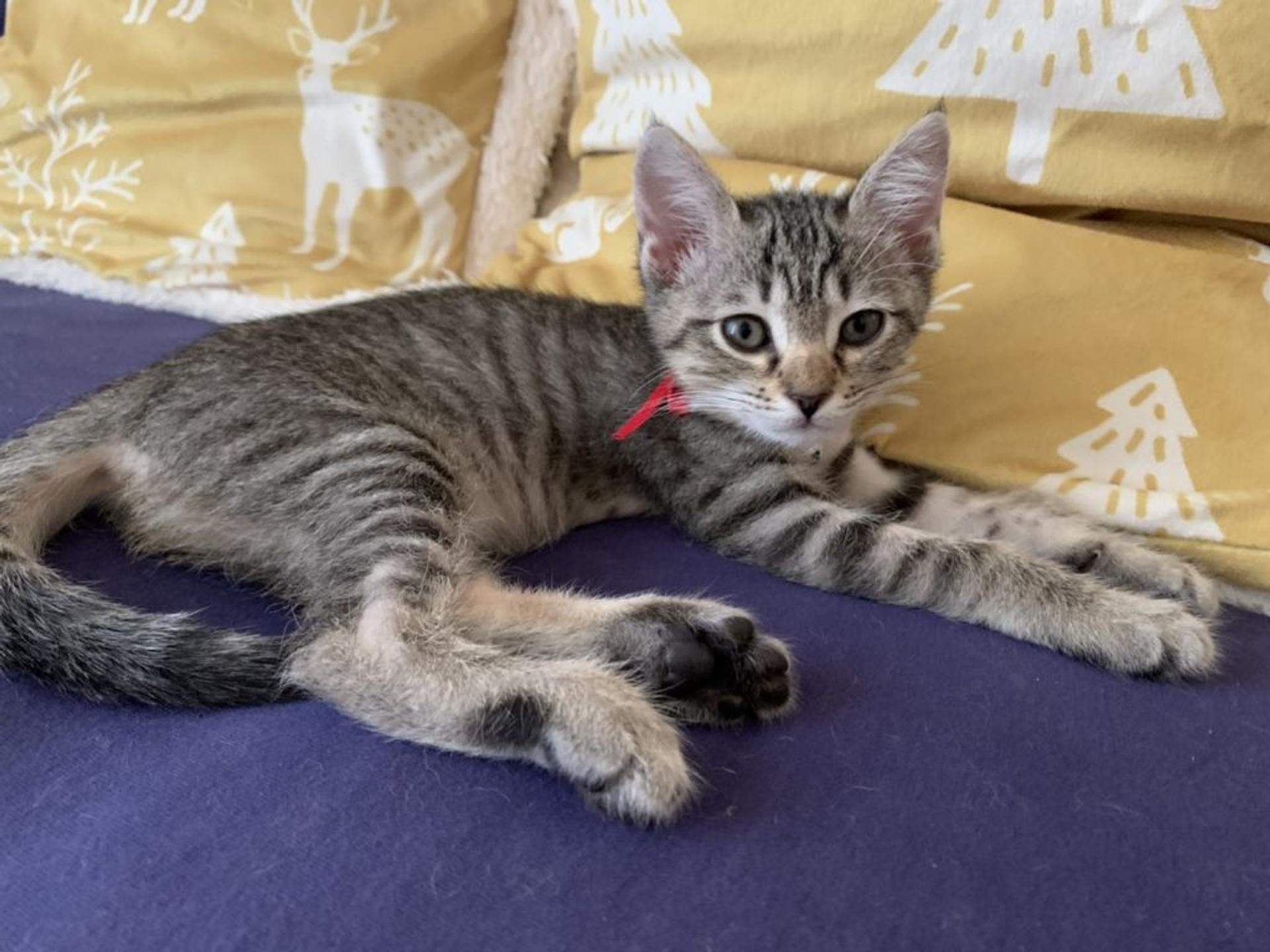 pet-image-3