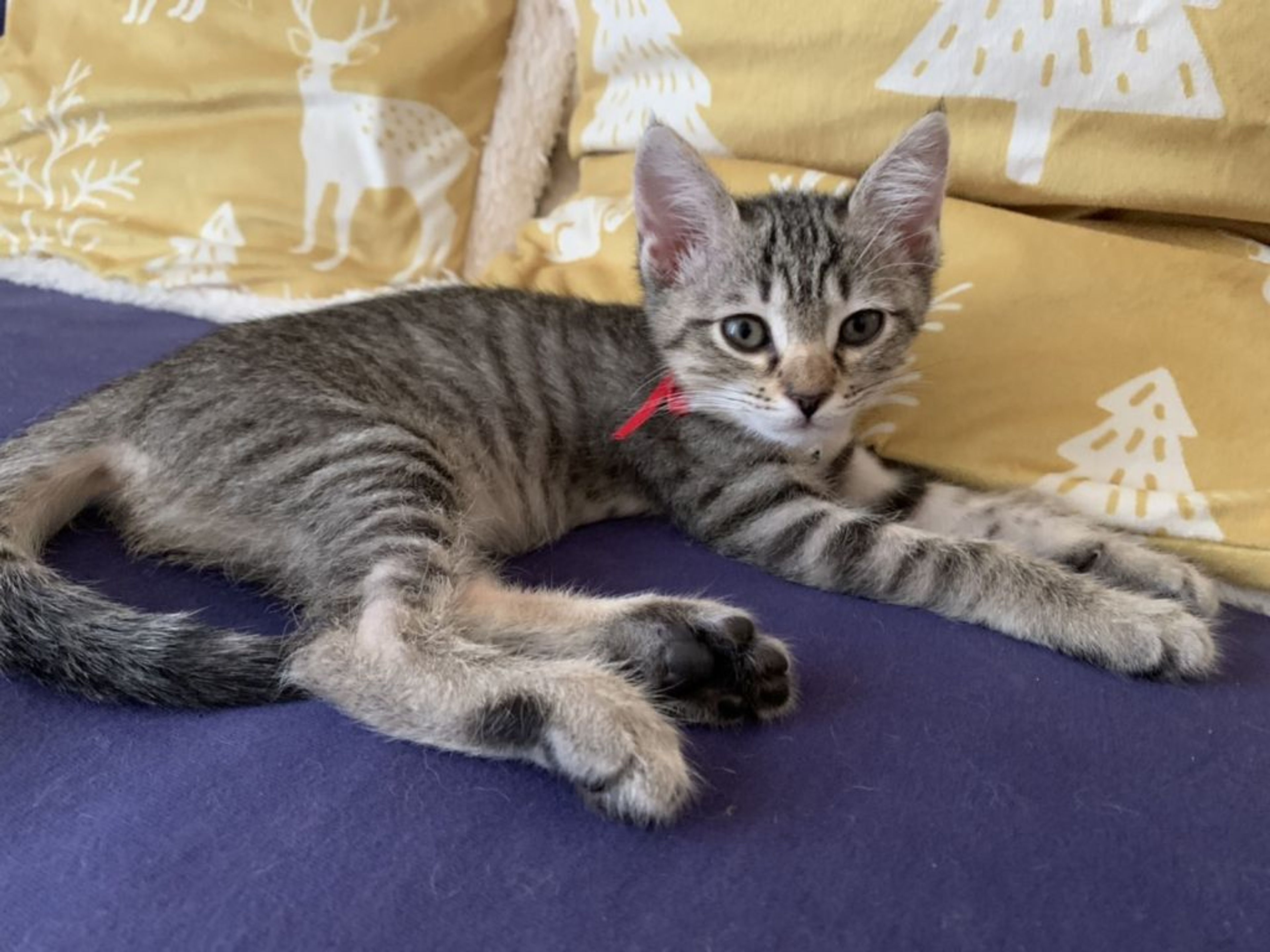 pet-image-3