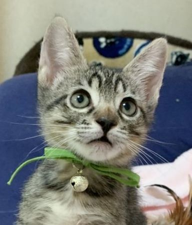 ピッコロの写真