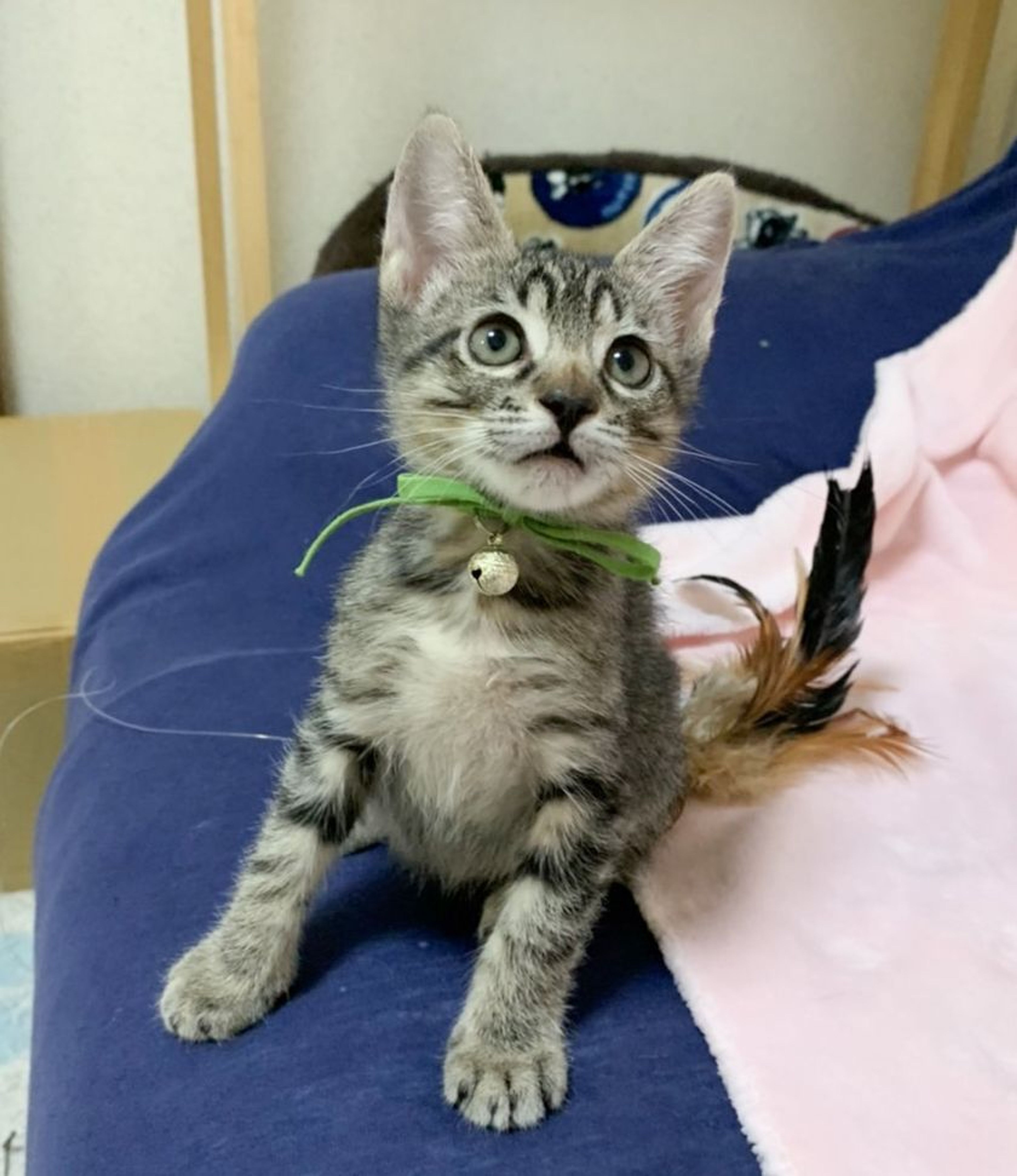 pet-image-3
