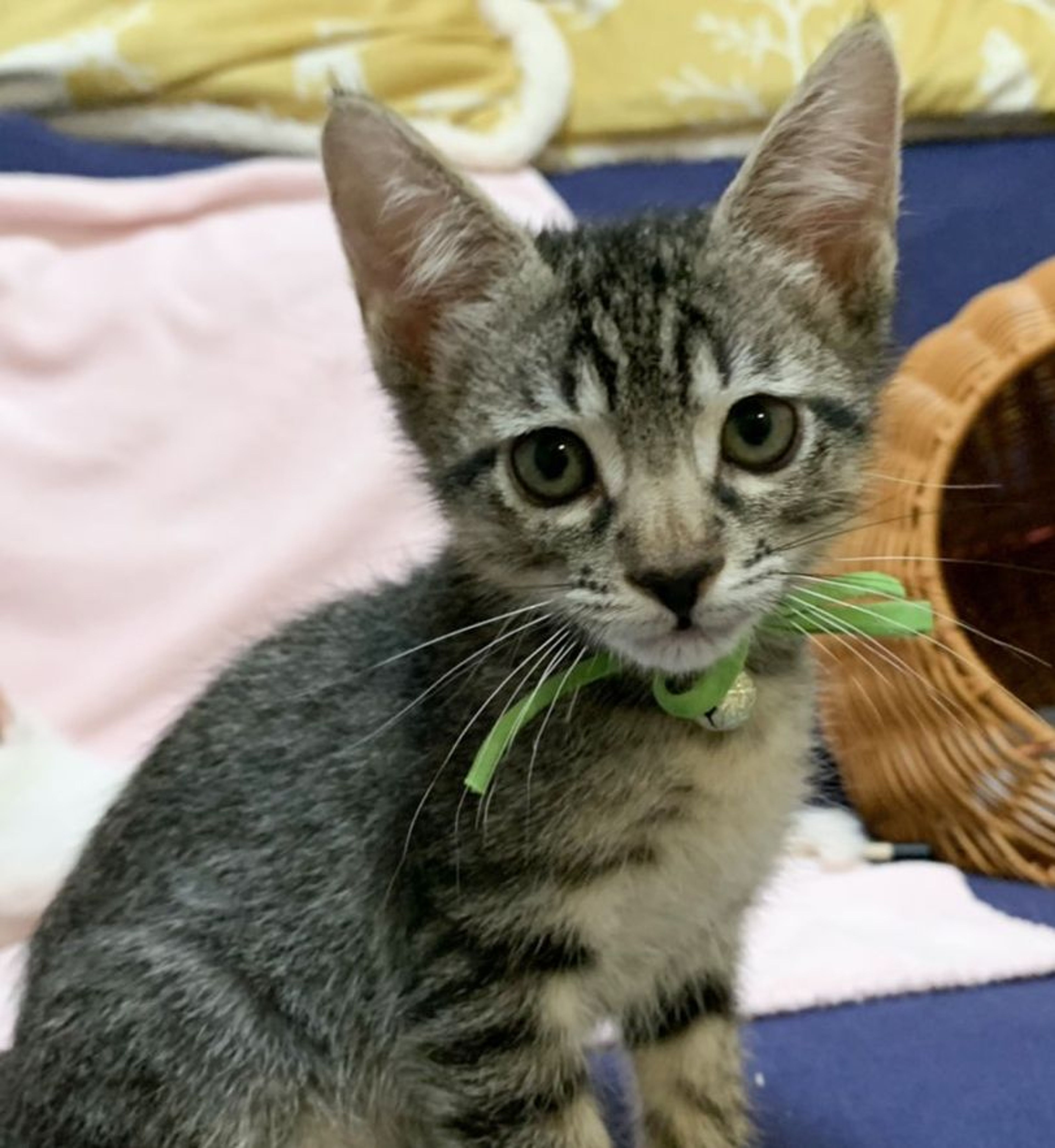 pet-image-4