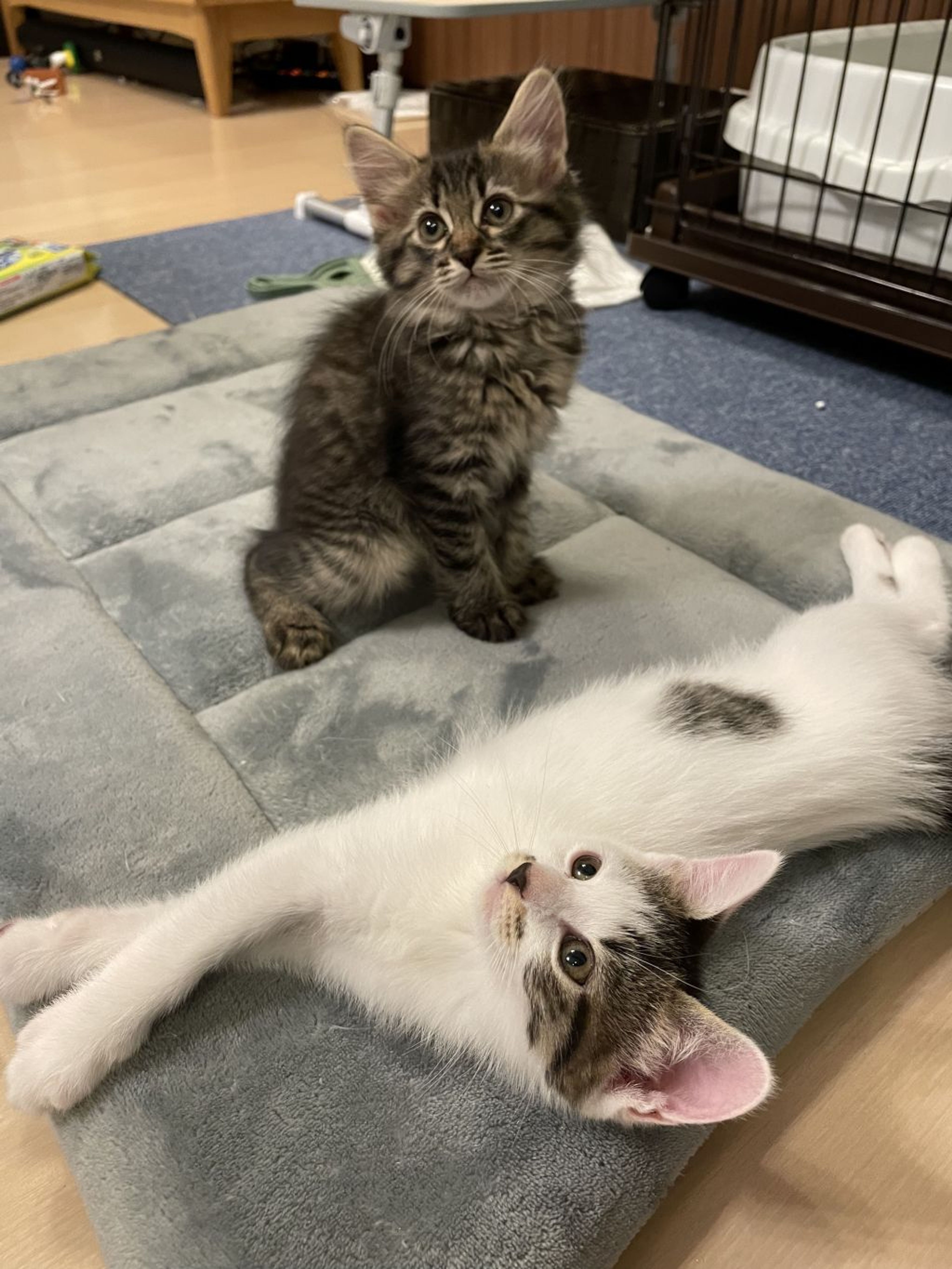 雑種（ミックス猫）・メスの里親募集の写真