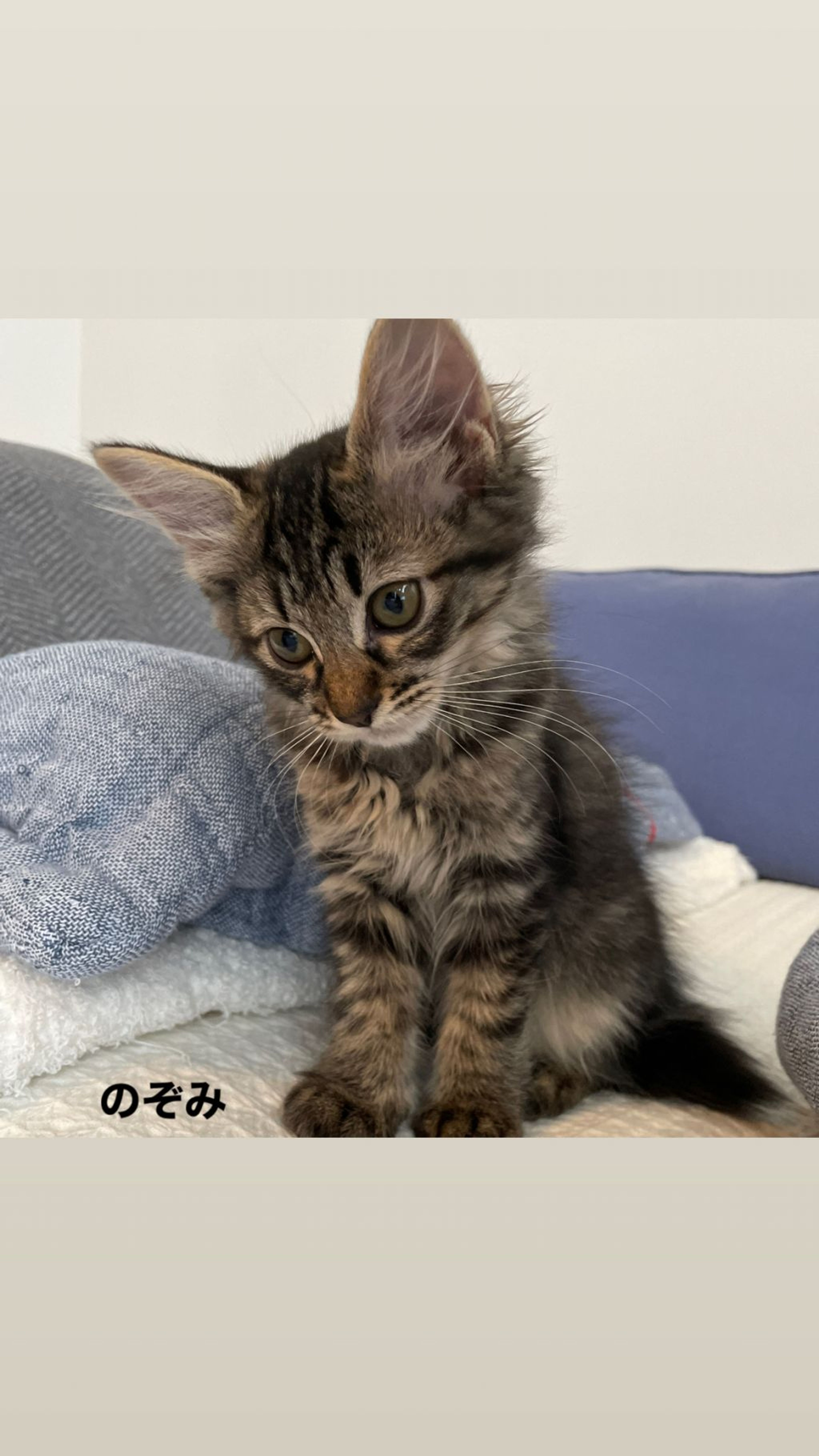 pet-image-4