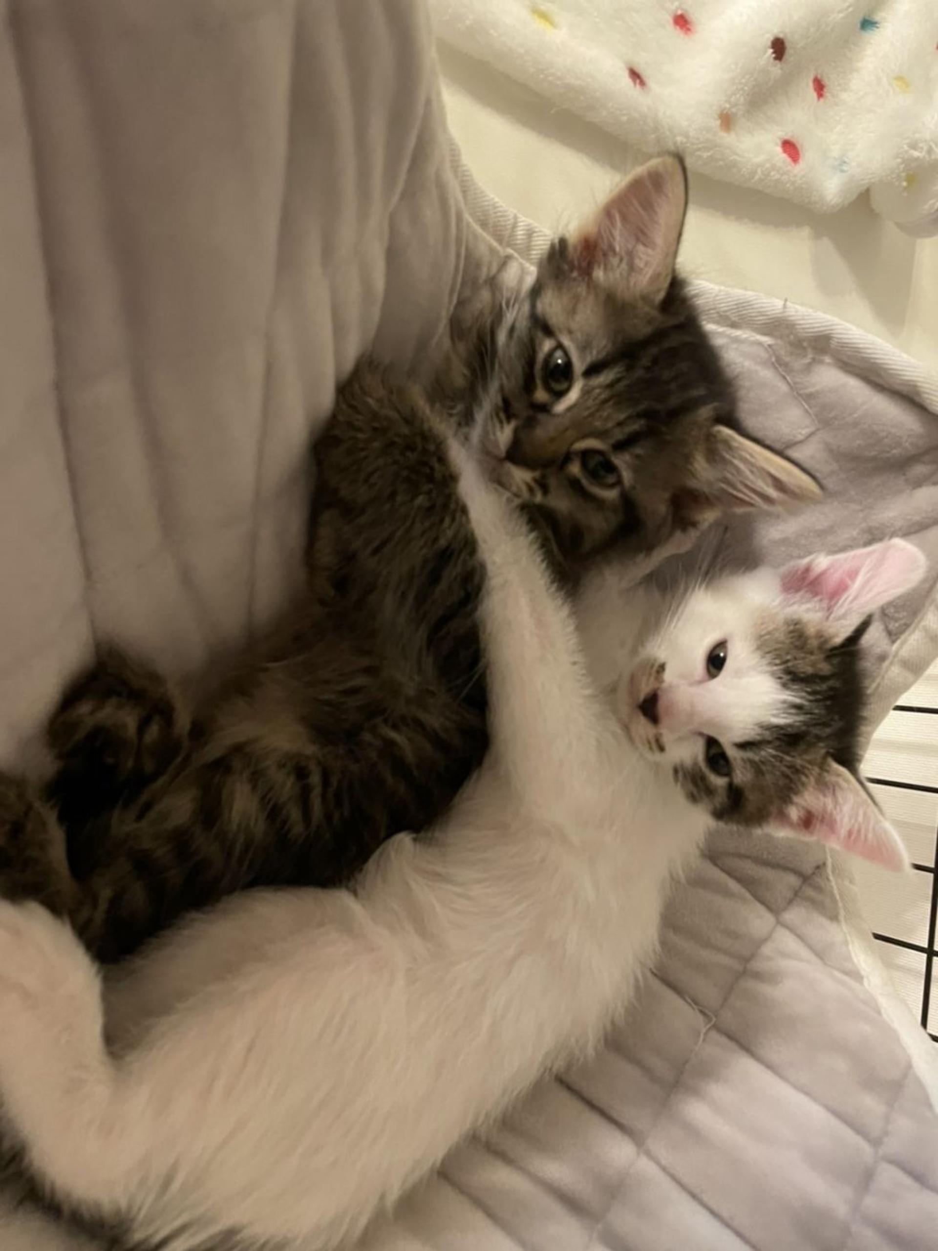 pet-image-6