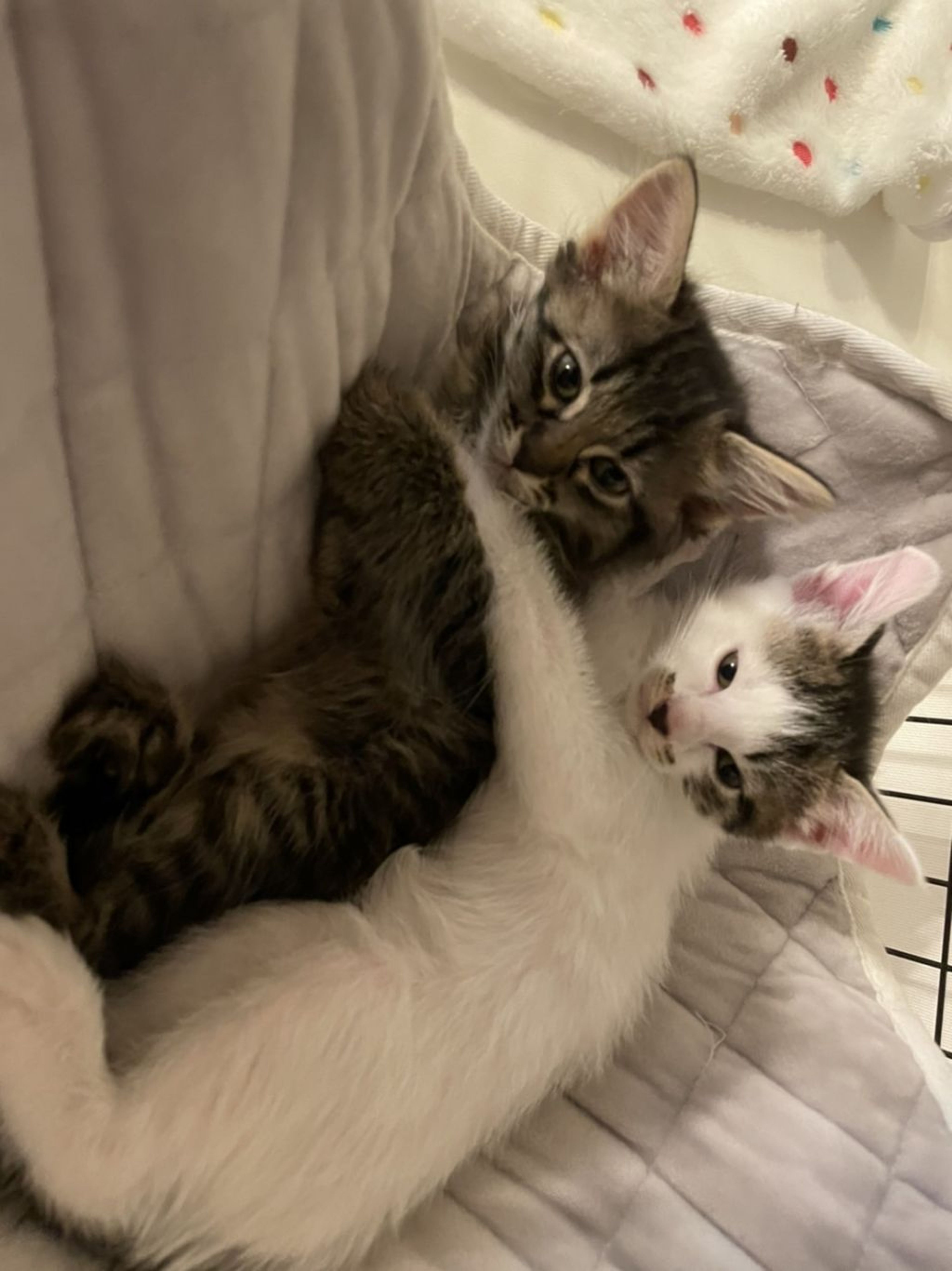 pet-image-6