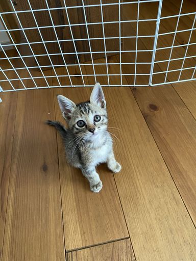 にこの写真