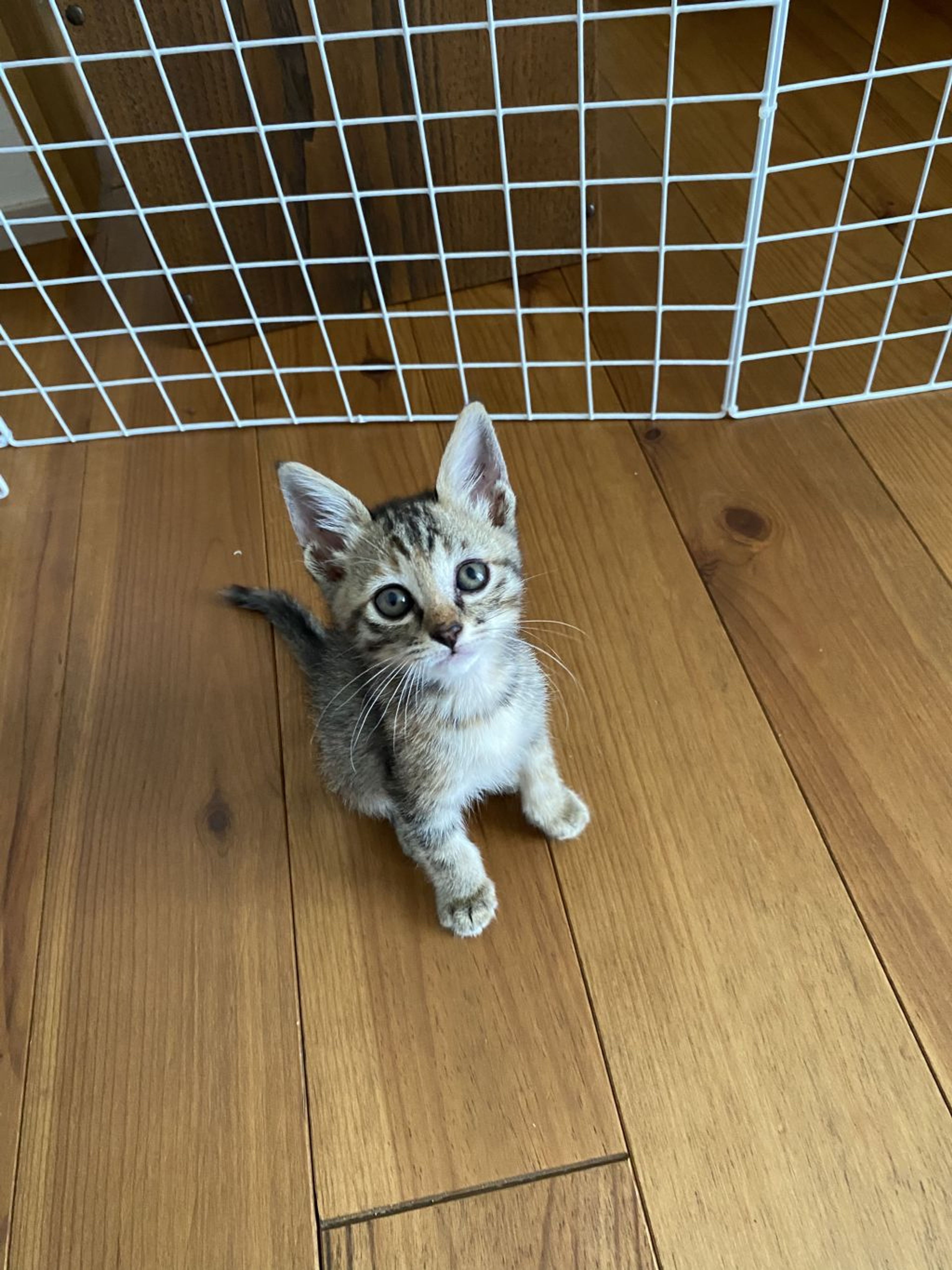 雑種（ミックス猫）・メスの里親募集の写真