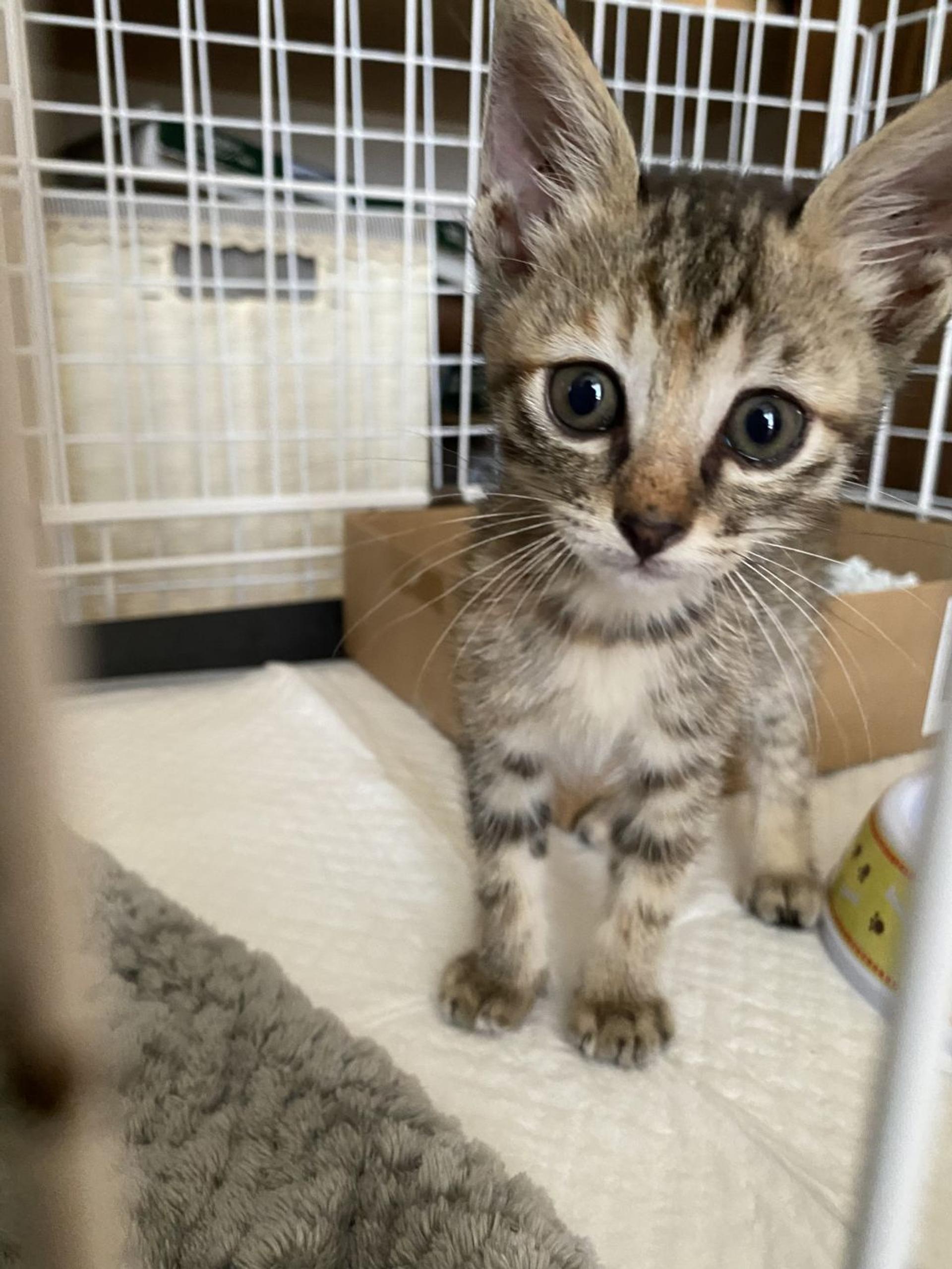 pet-image-3