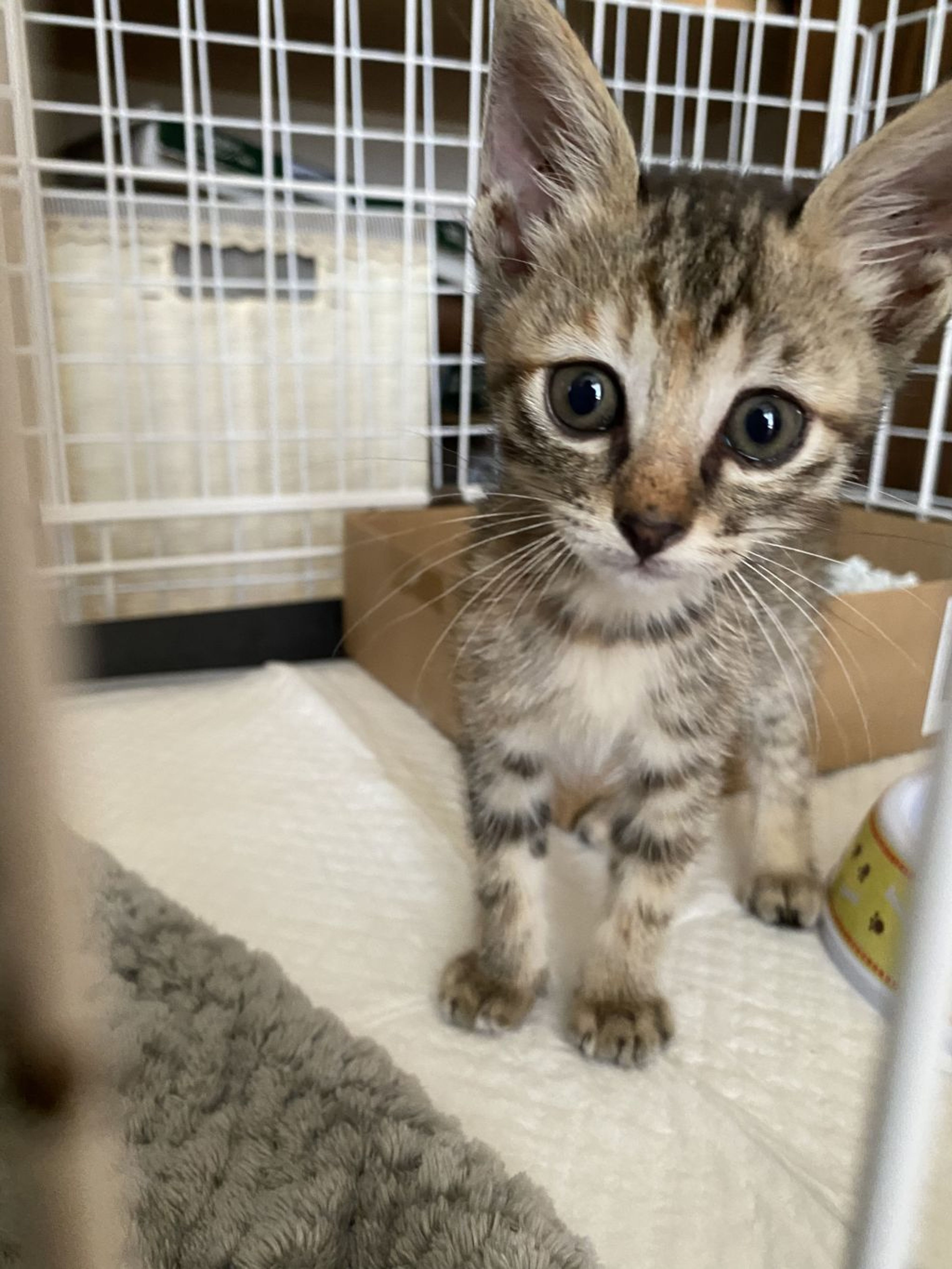pet-image-3
