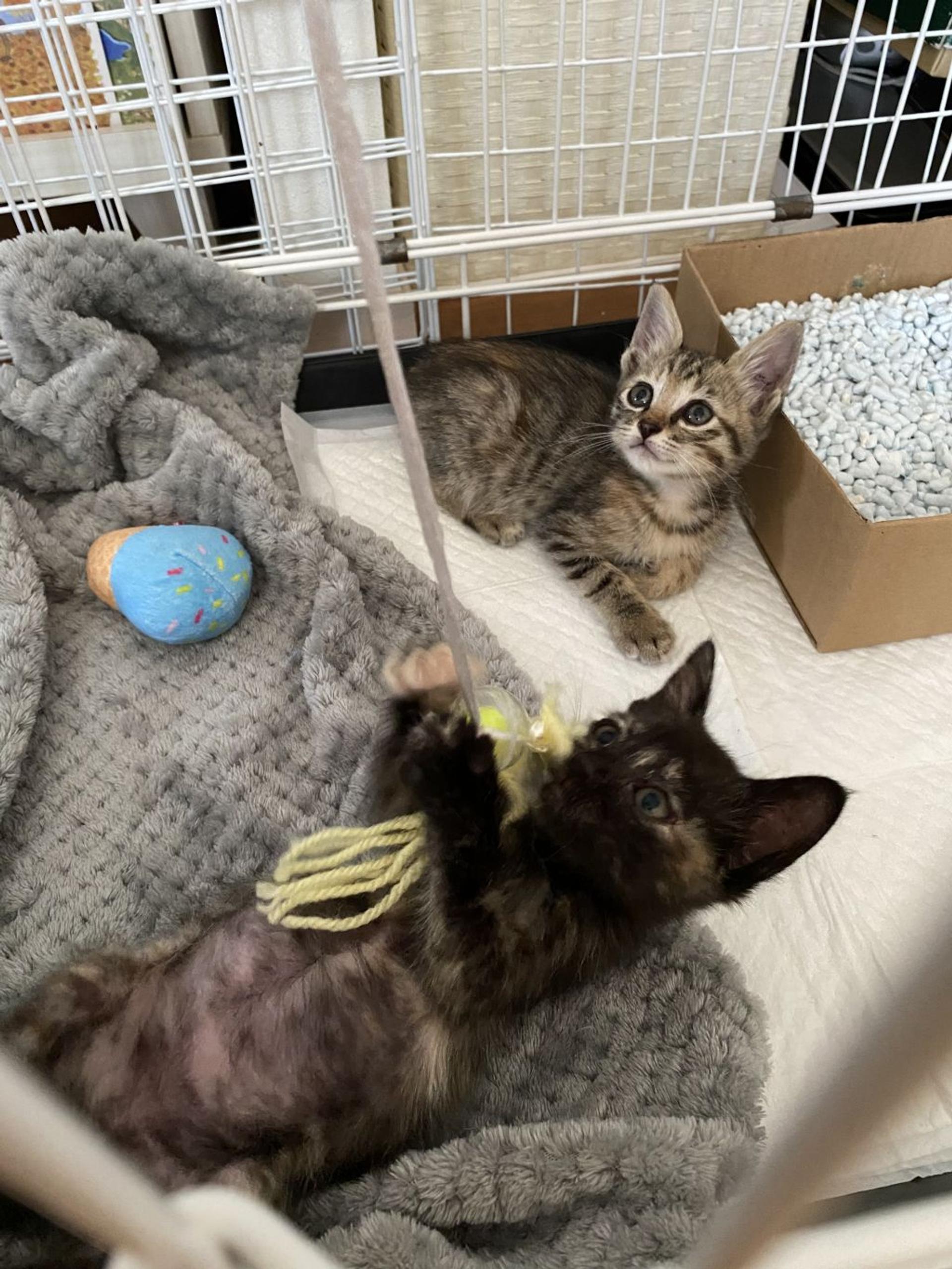 pet-image-5