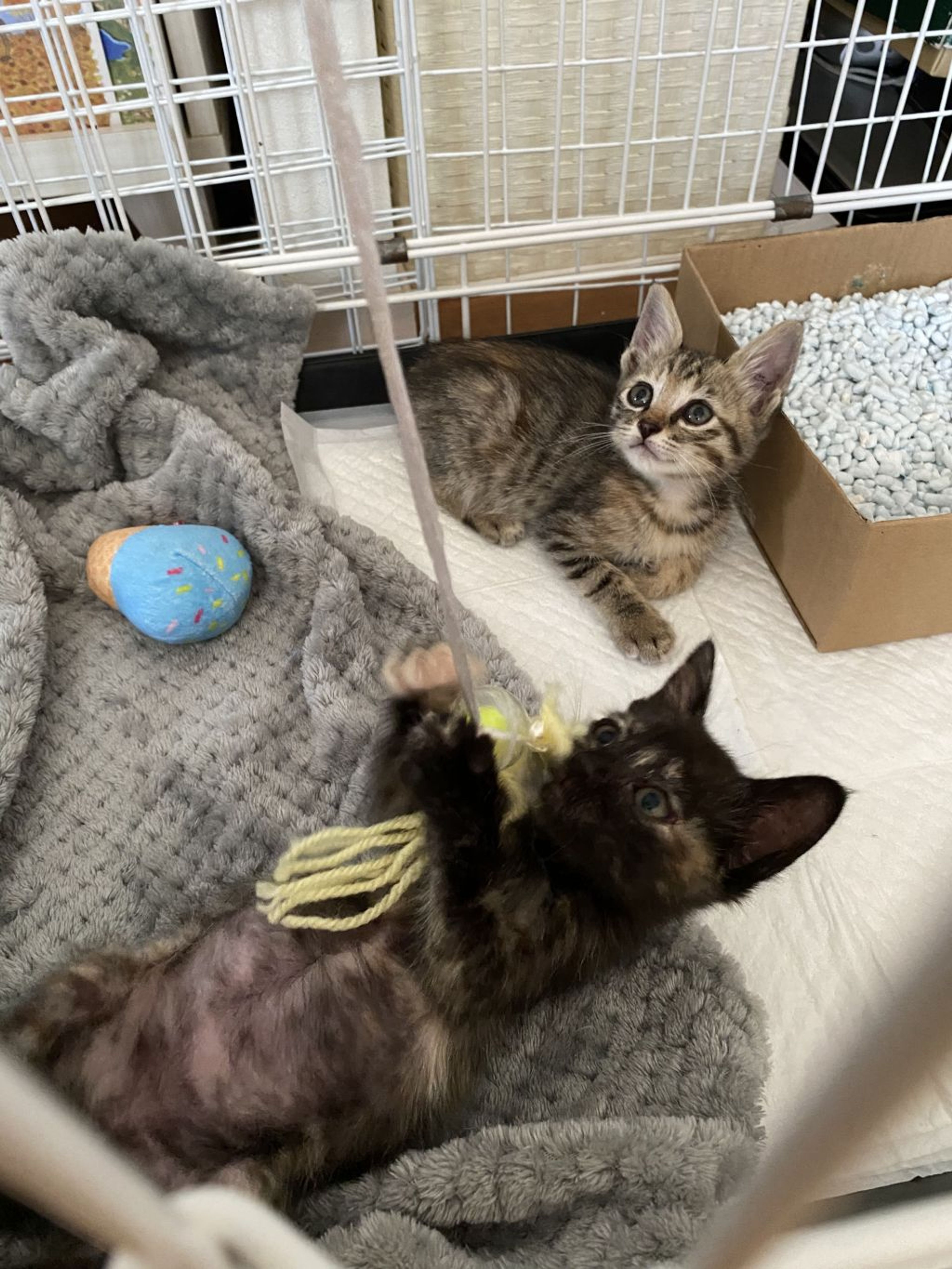 pet-image-5