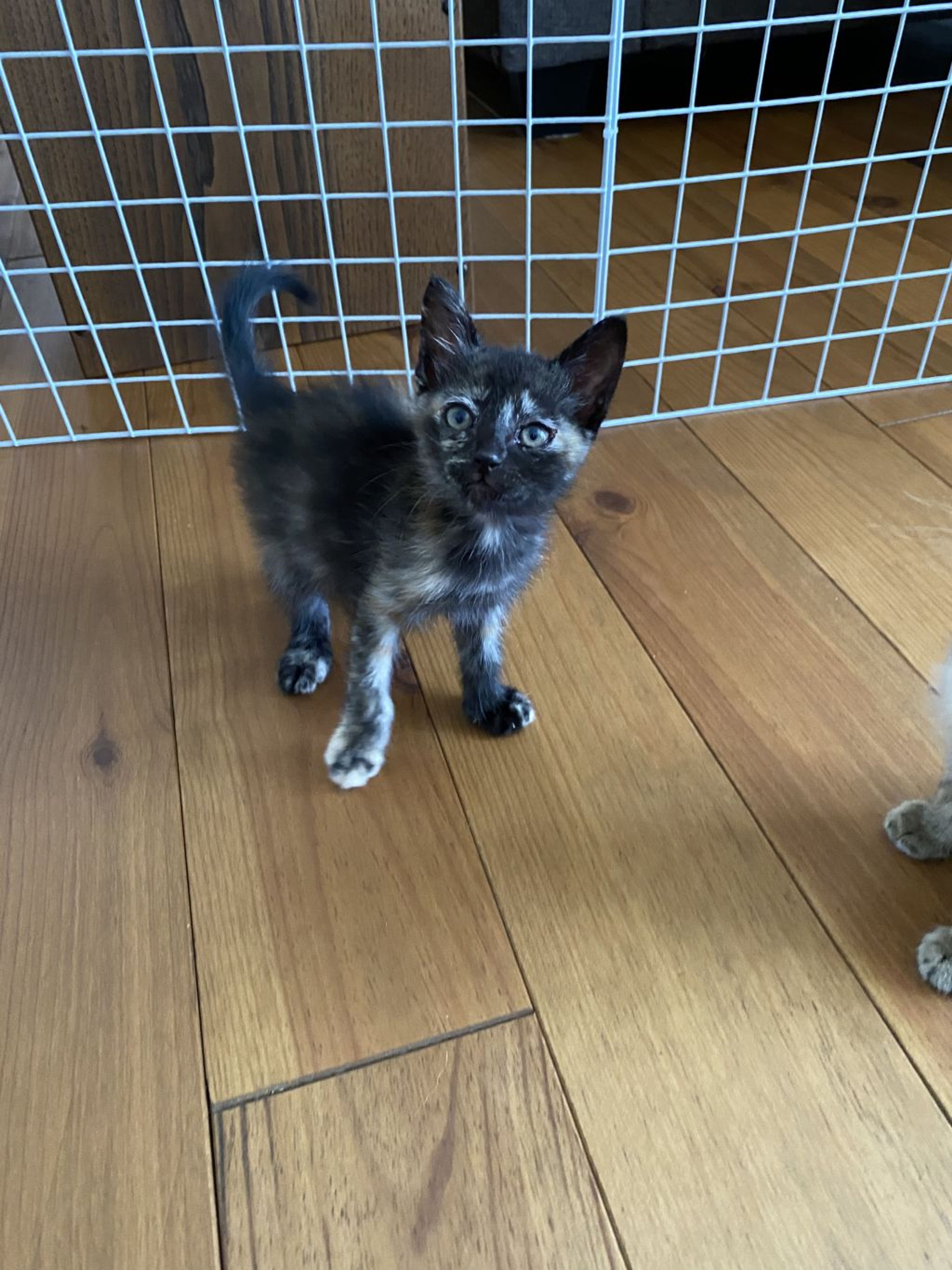 雑種（ミックス猫）・メスの里親募集の写真