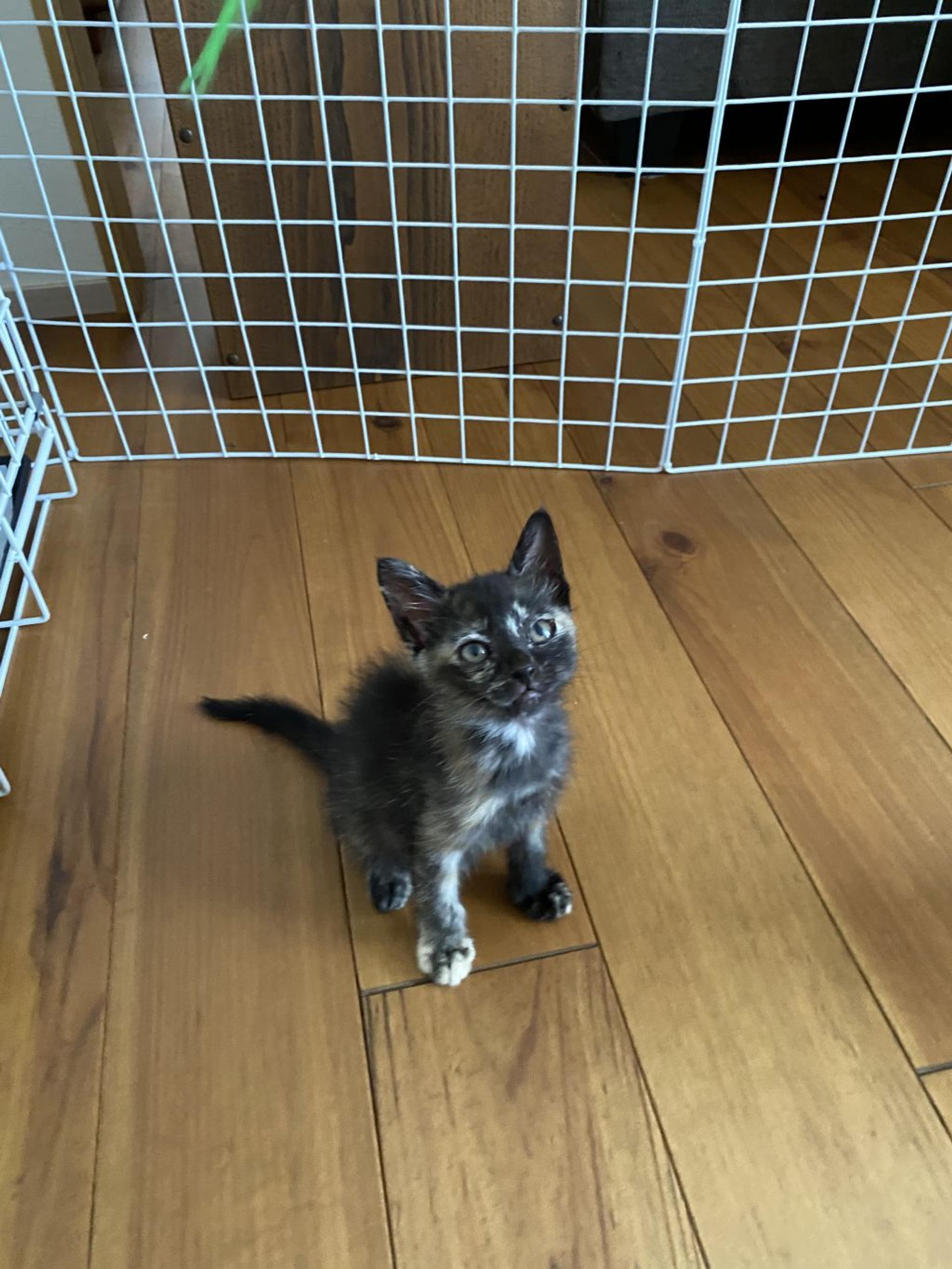 pet-image-2