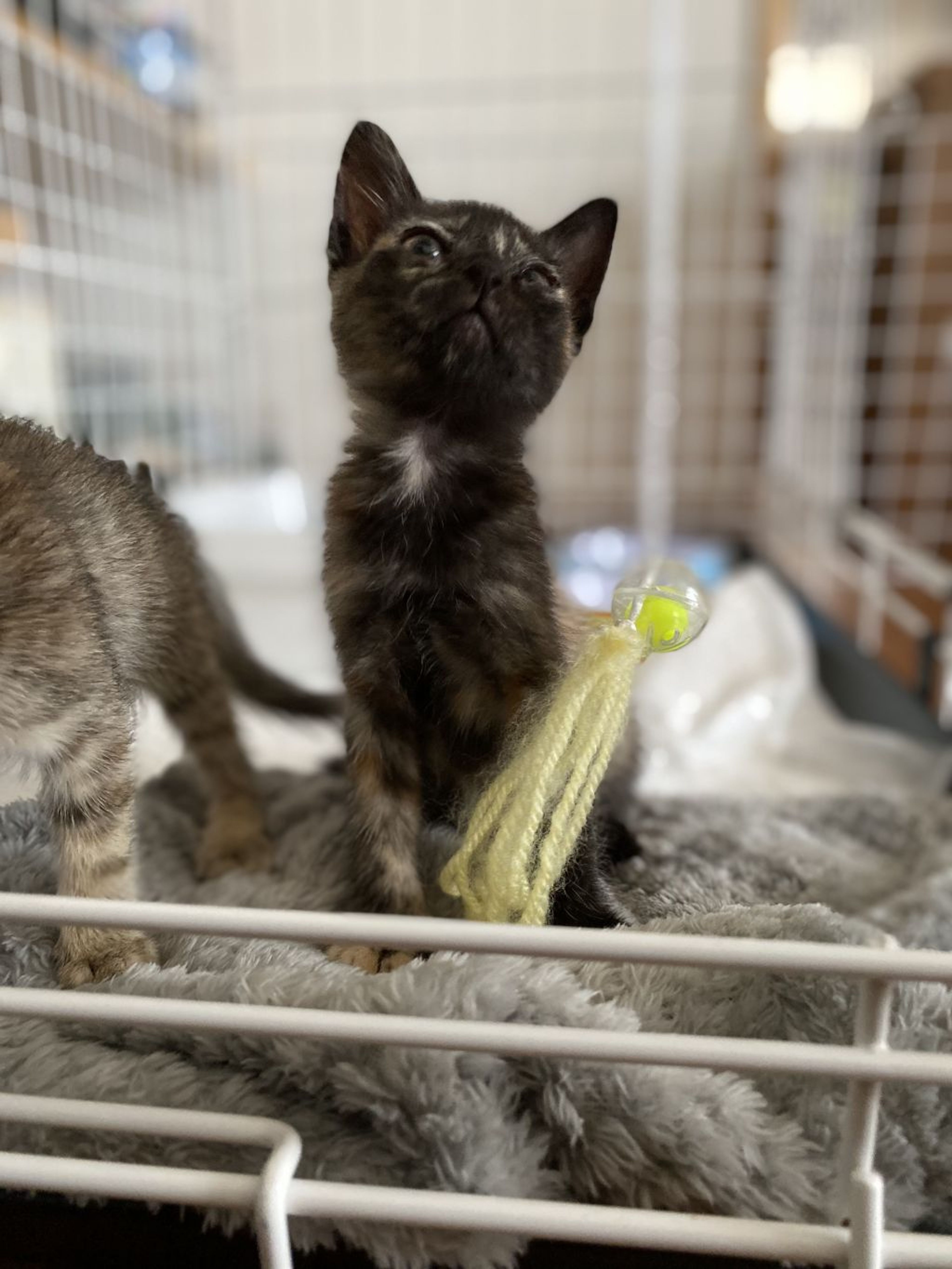 pet-image-5