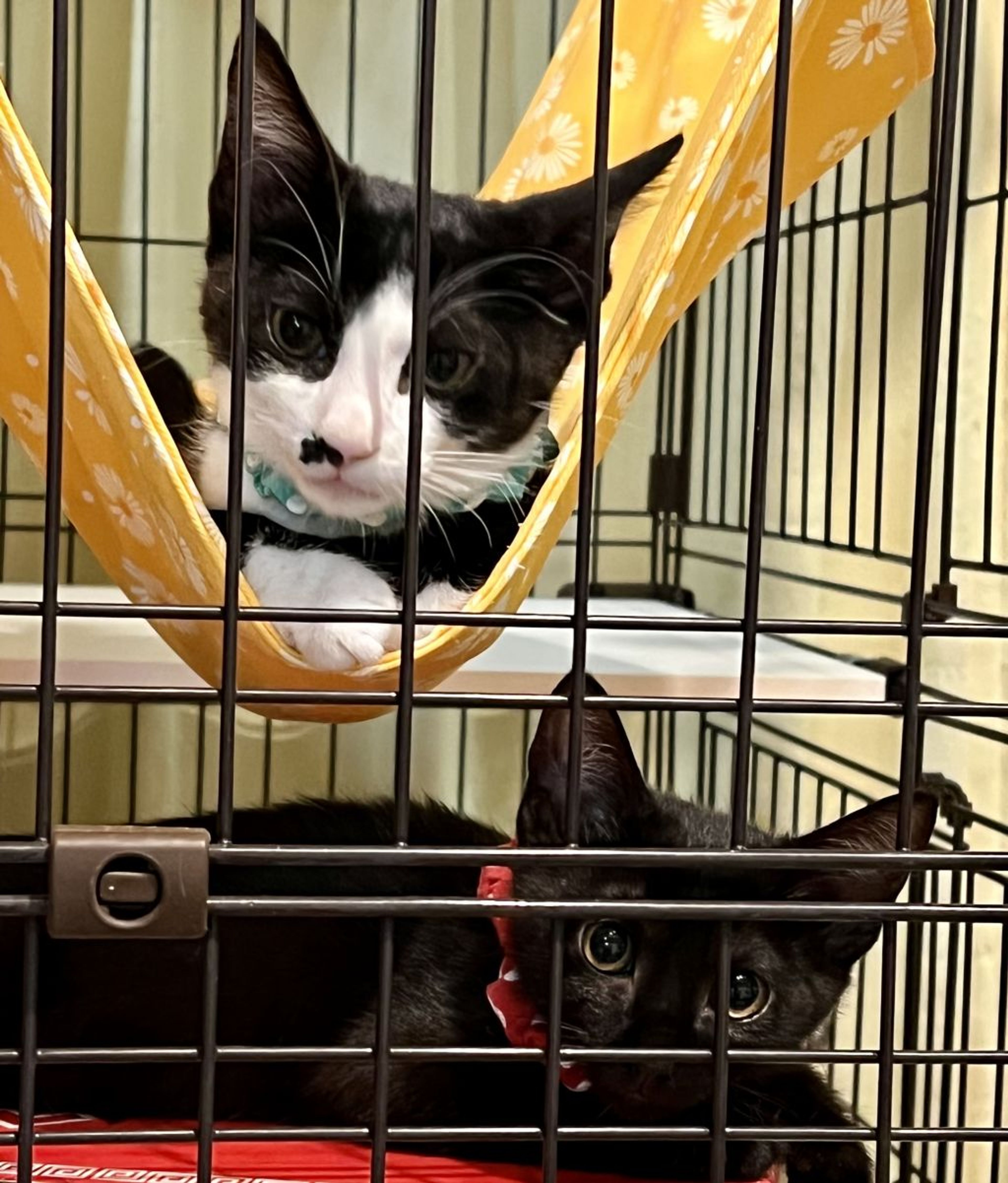 雑種（ミックス猫）・メスの里親募集の写真