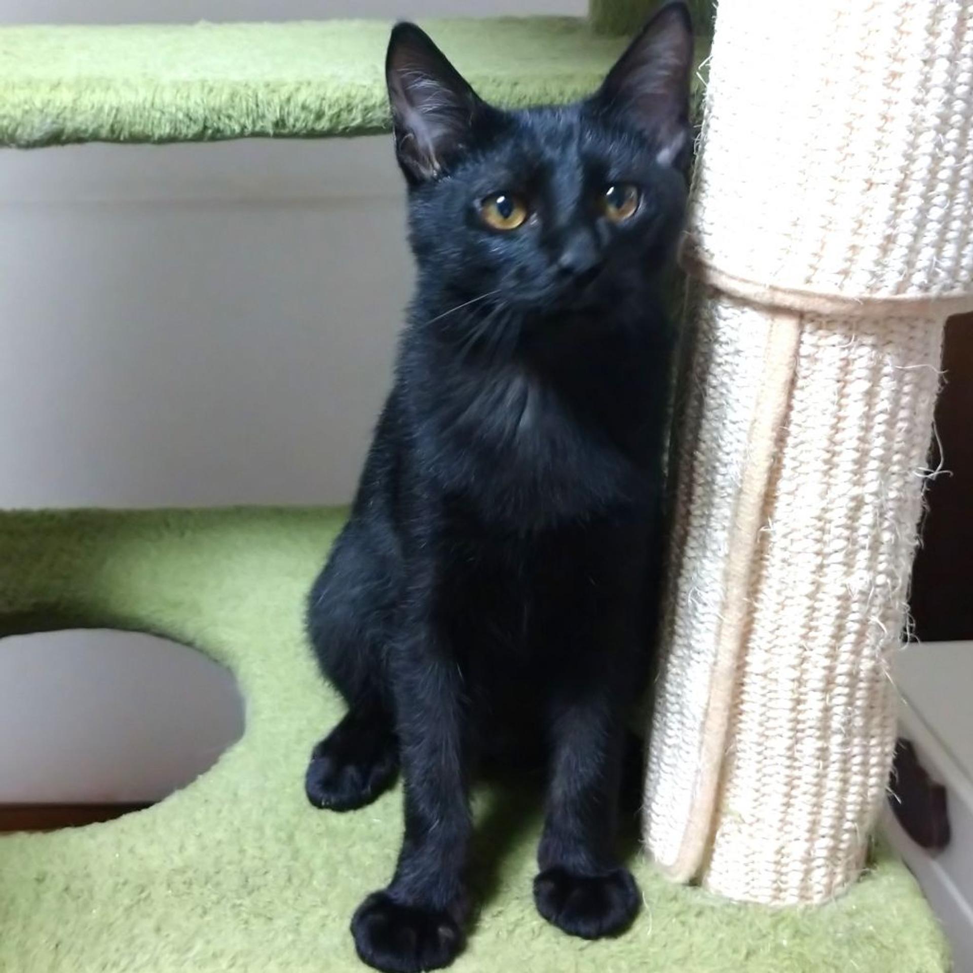 pet-image-2
