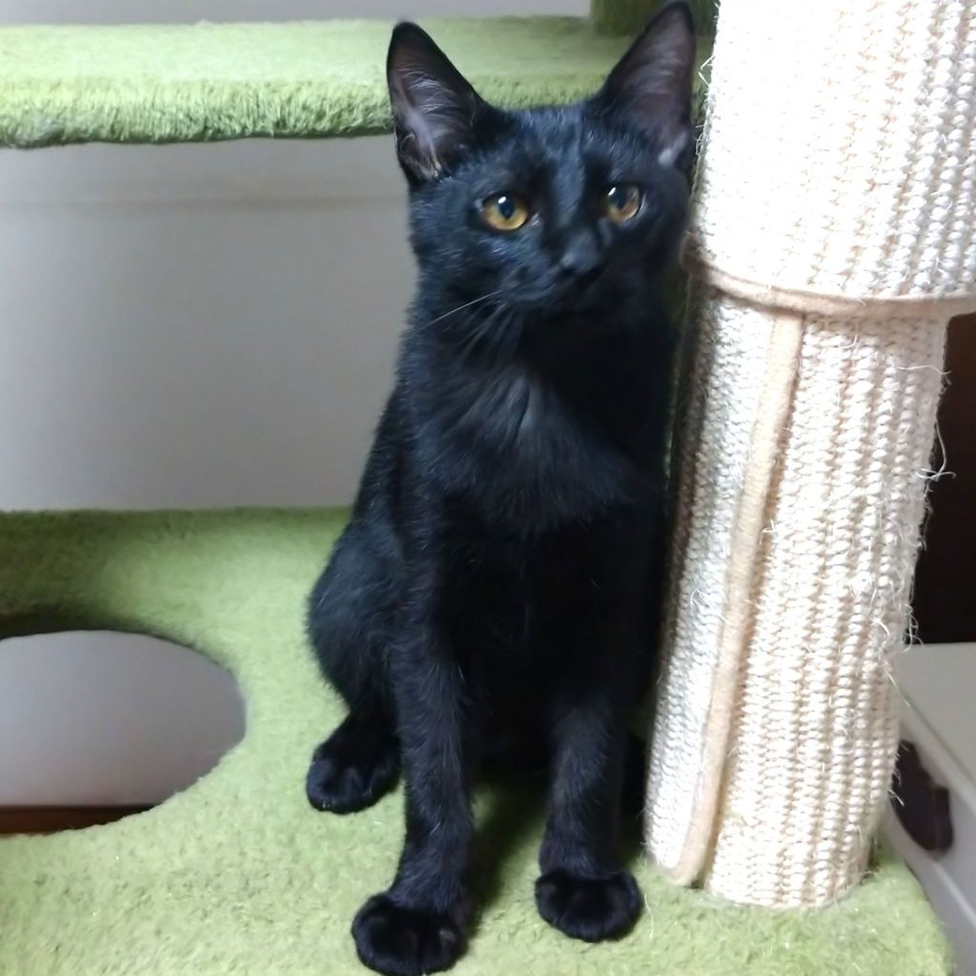 pet-image-2