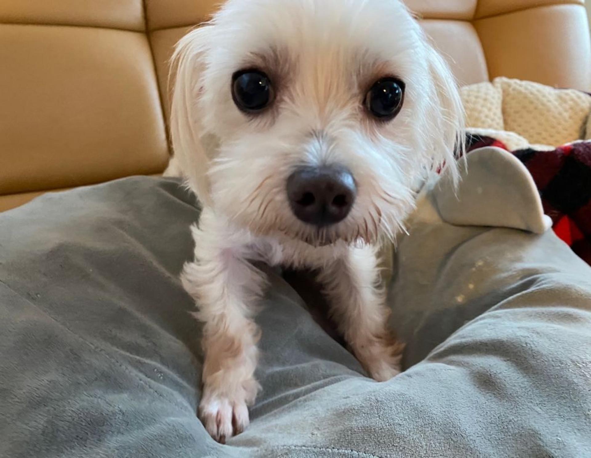 pet-image-2