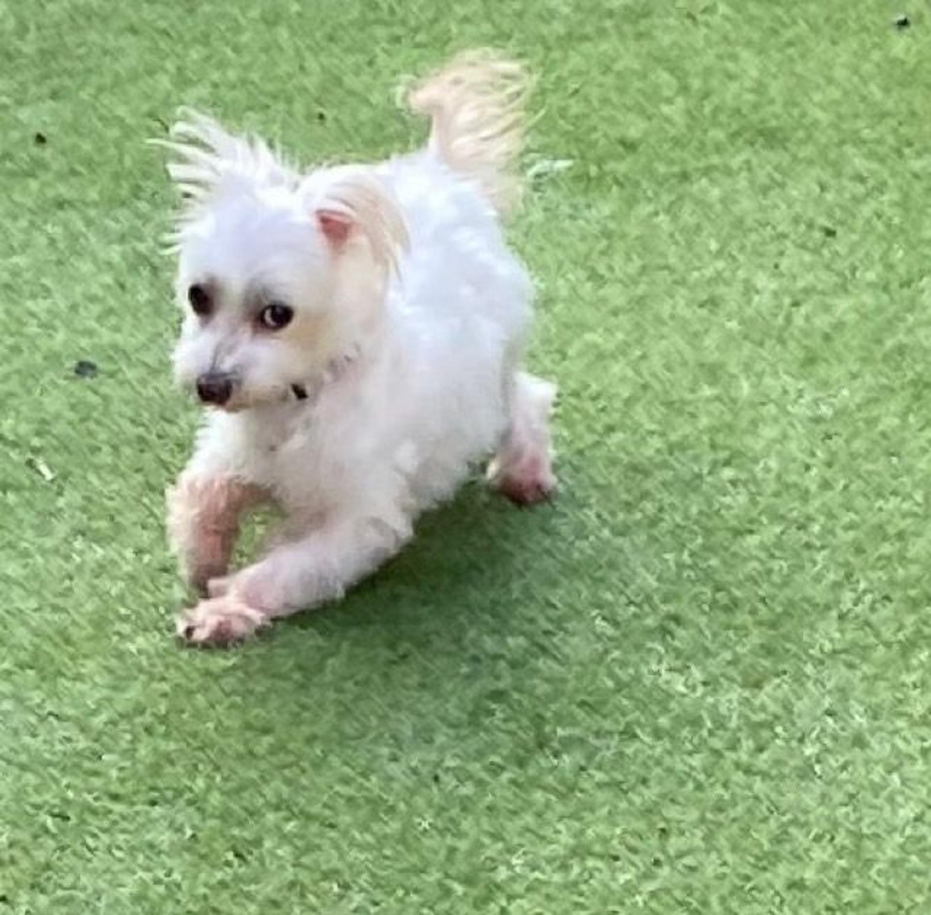pet-image-3