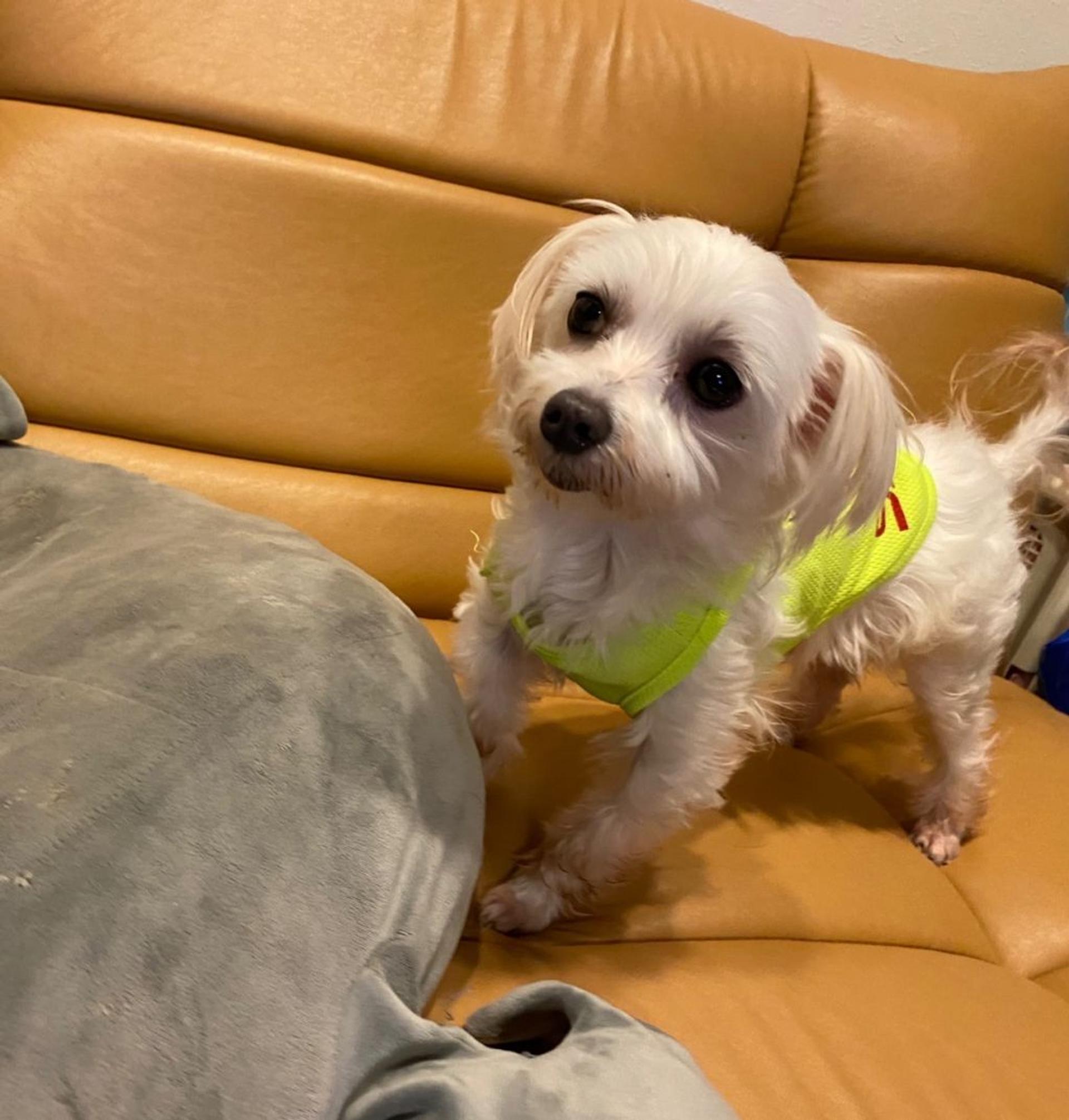 pet-image-4