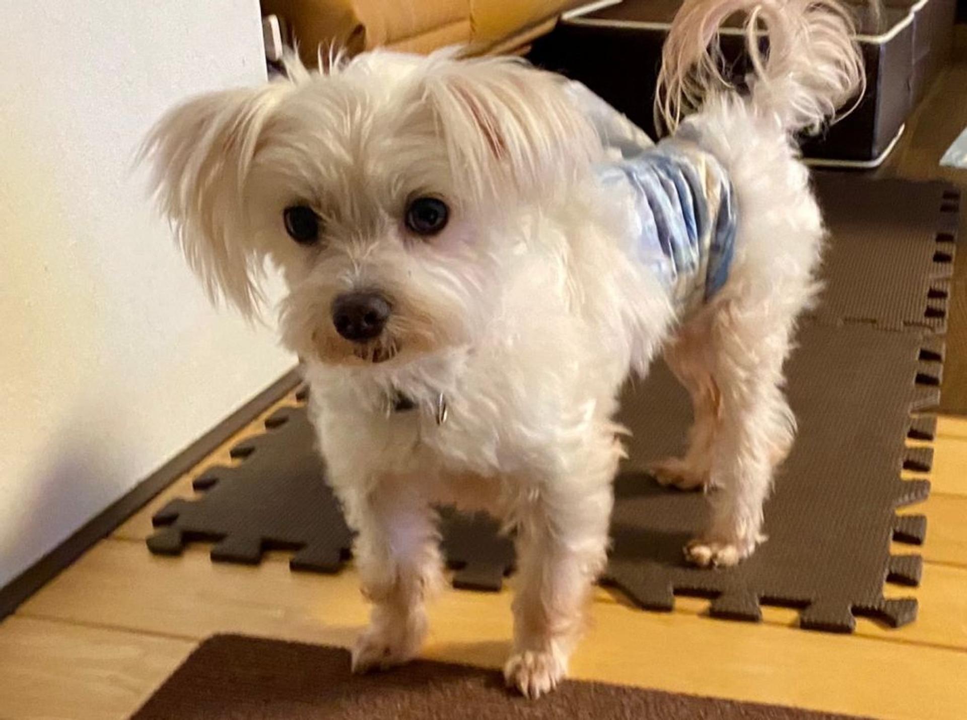 pet-image-5