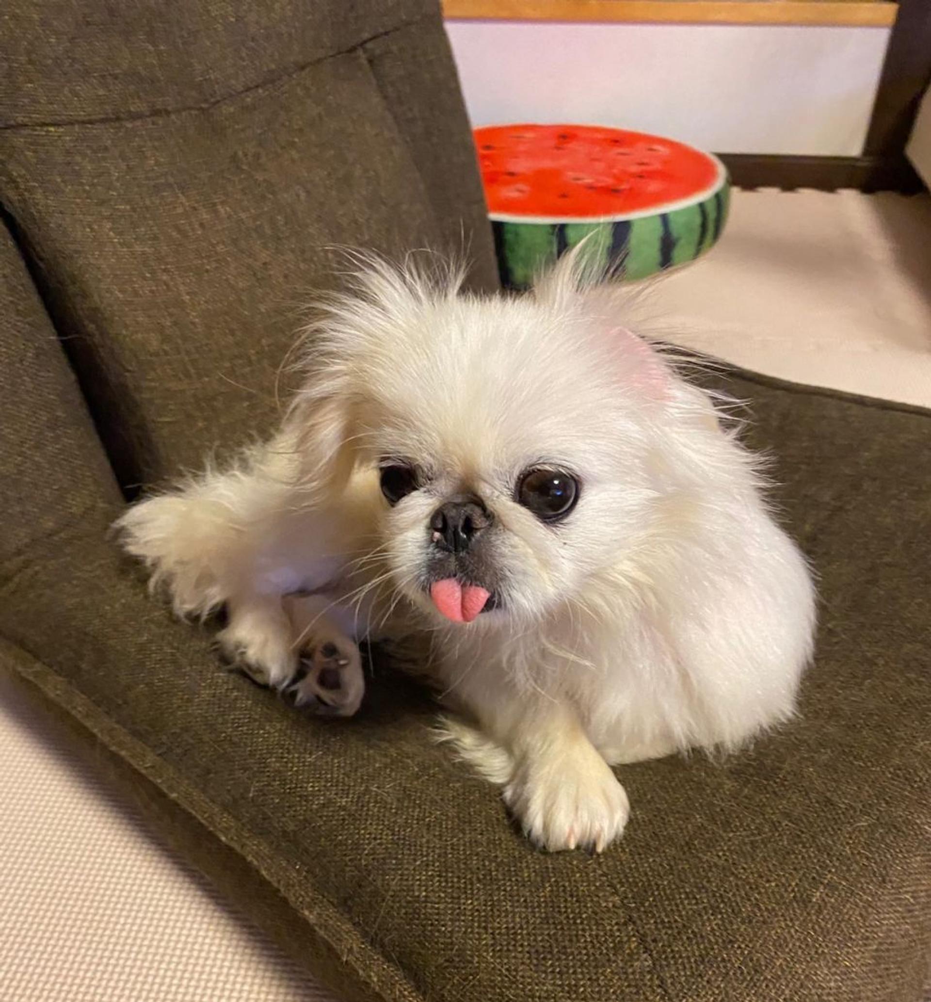 pet-image-2