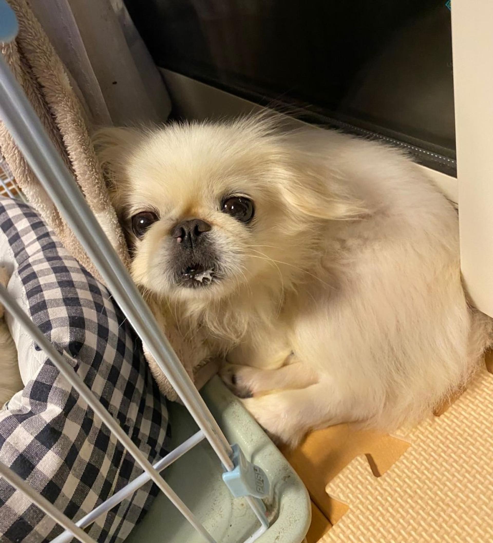 pet-image-6