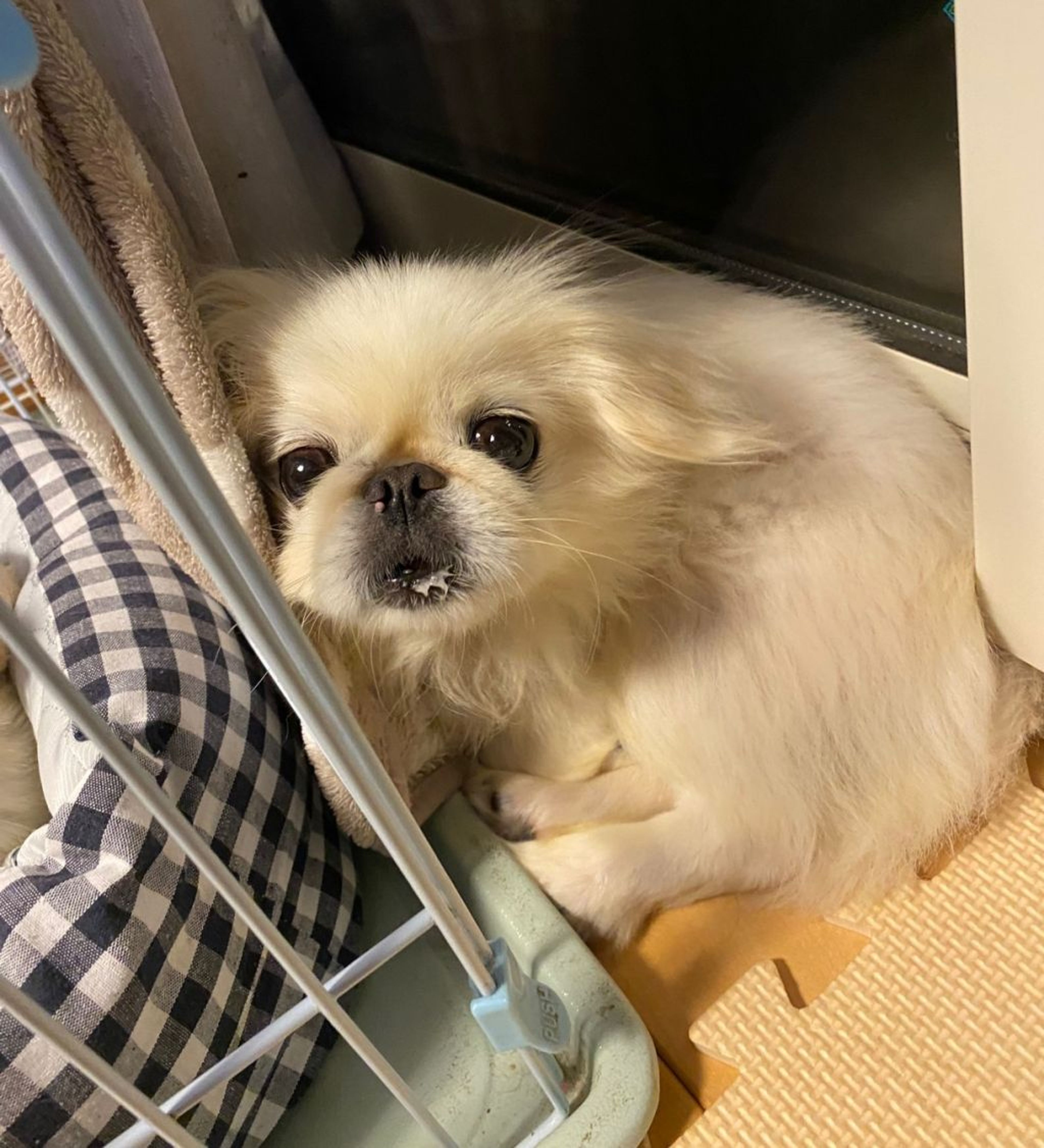 pet-image-6